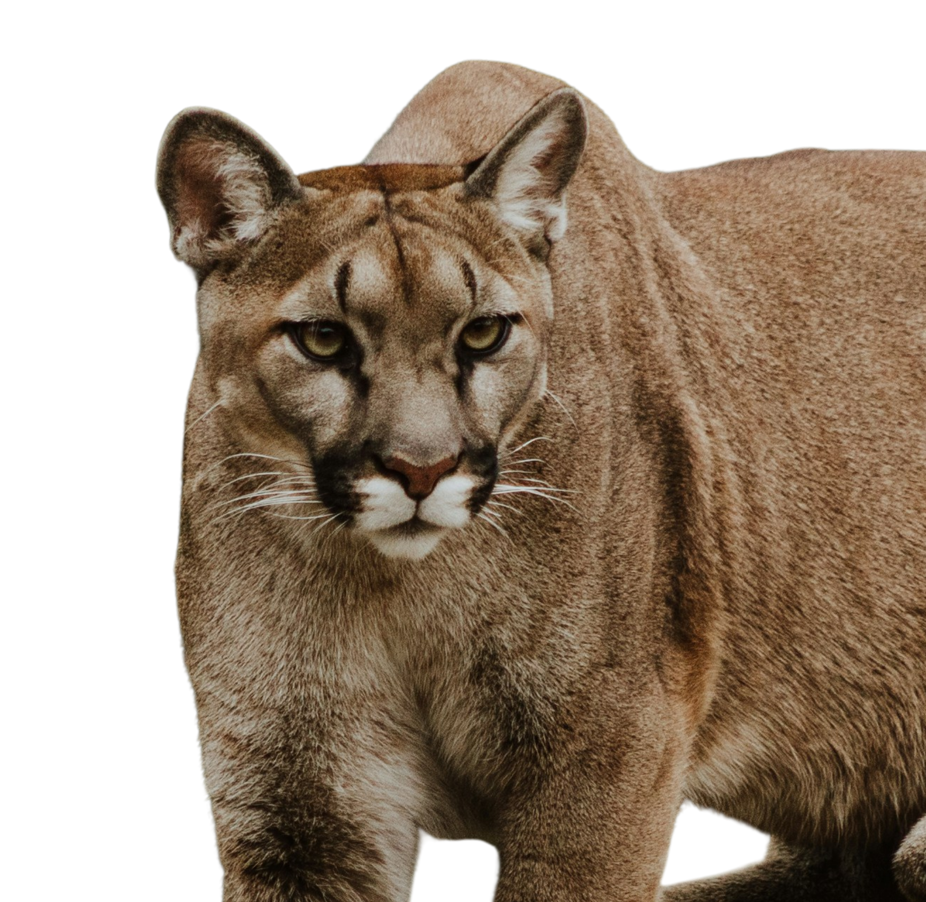 a photo of a cougar crouching on a rock
