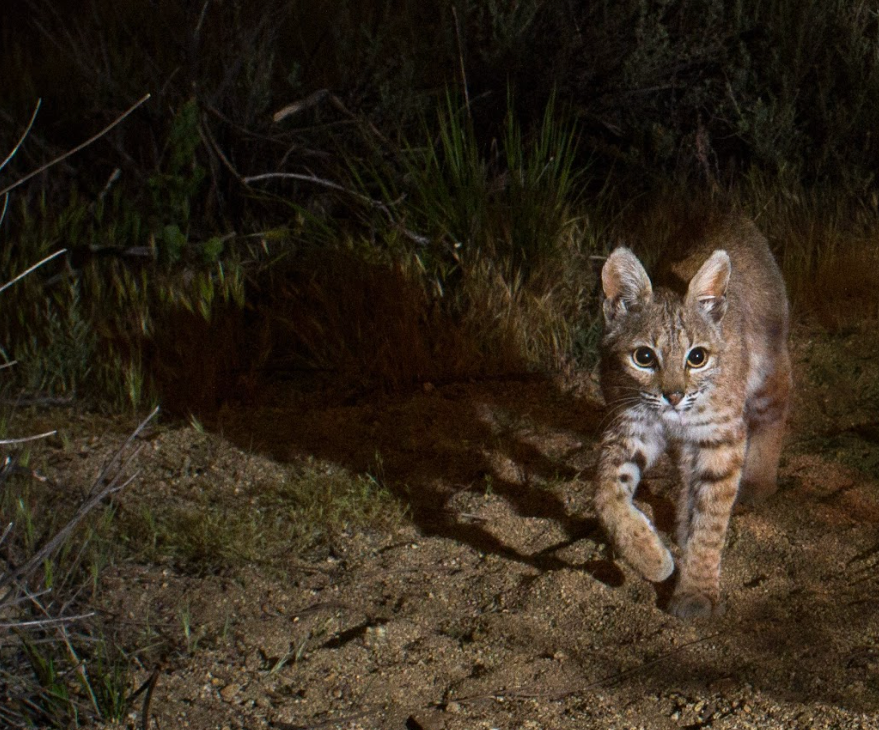 a bob cat in california