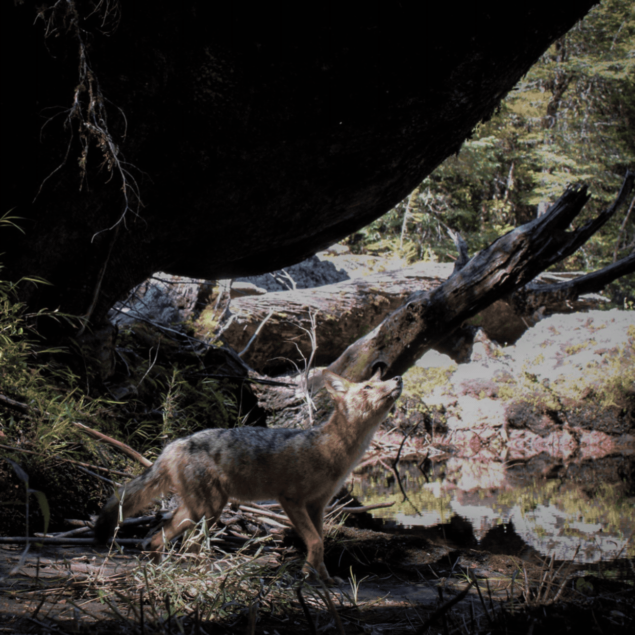 uwin camera  trap rotating wildlife image