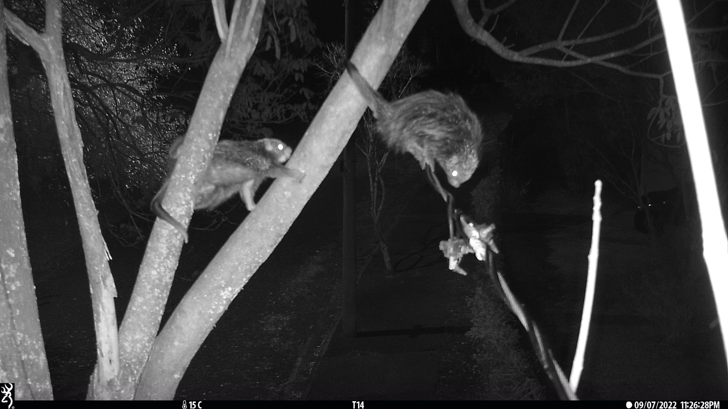 Wildlife climbing a tree at night moving onto power lines, as captured by camera traps 