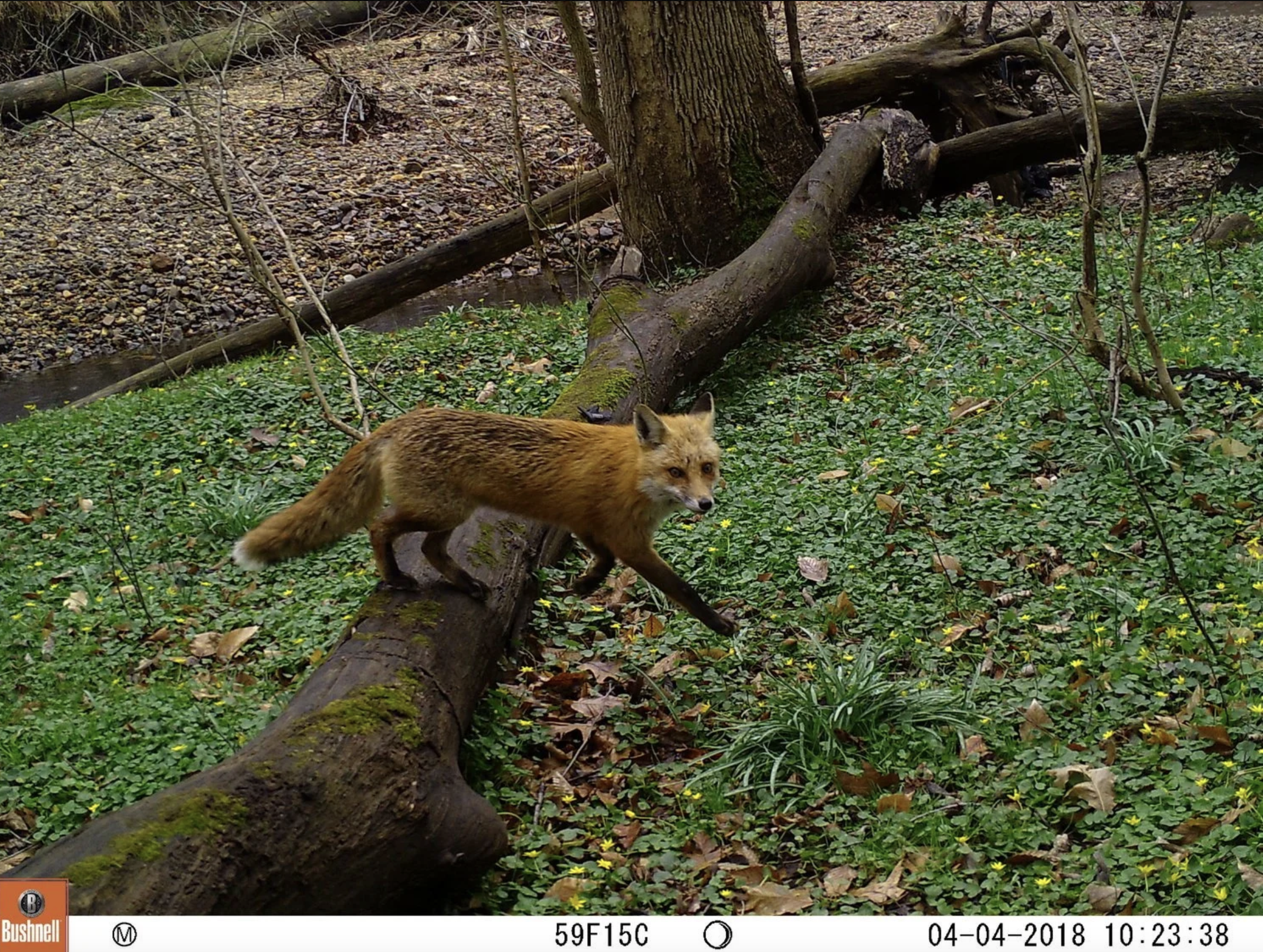 A red fox standing on a fallen tree trunk in a forest with green ground cover and small yellow flowers.