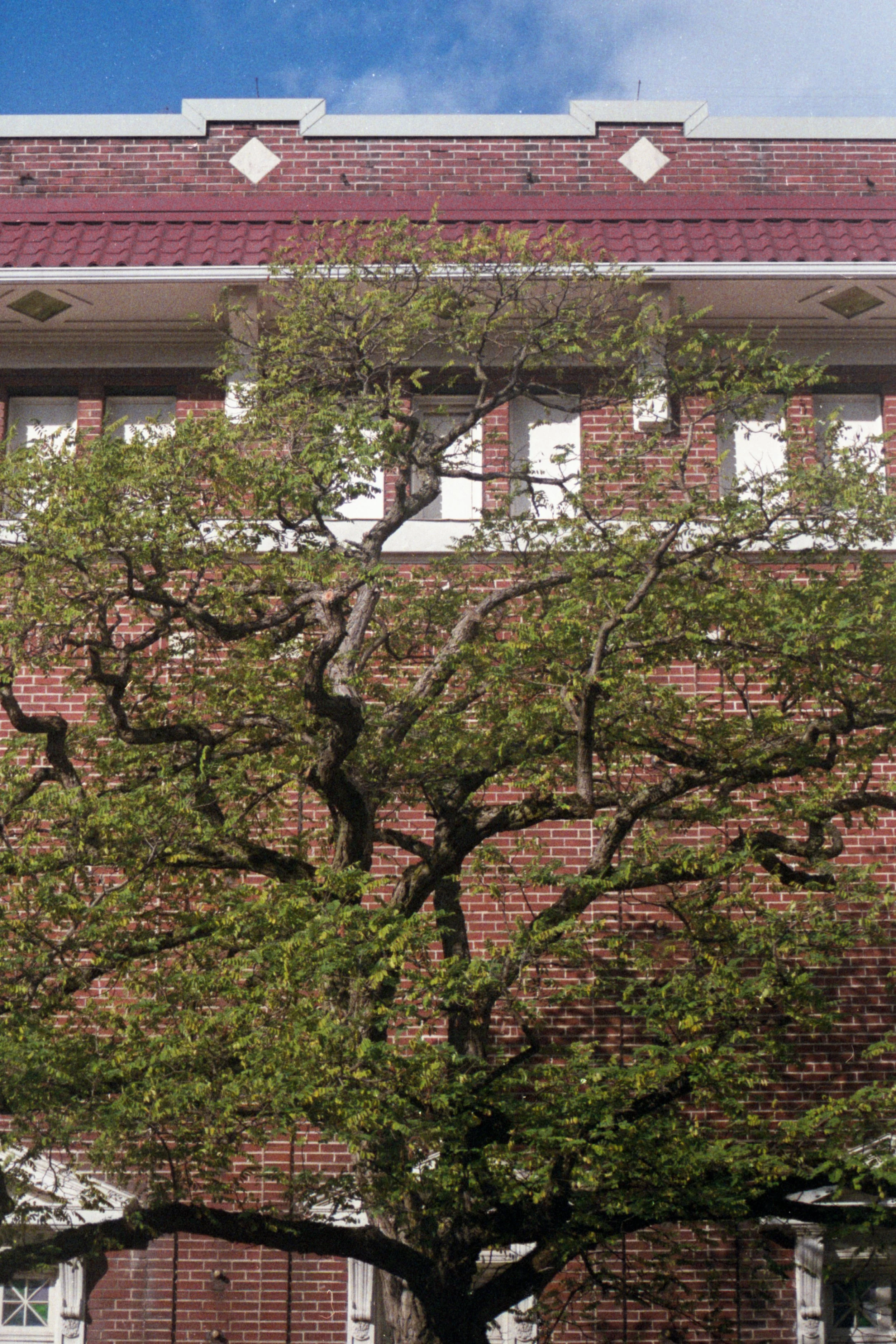 vicstreettree20.jpg