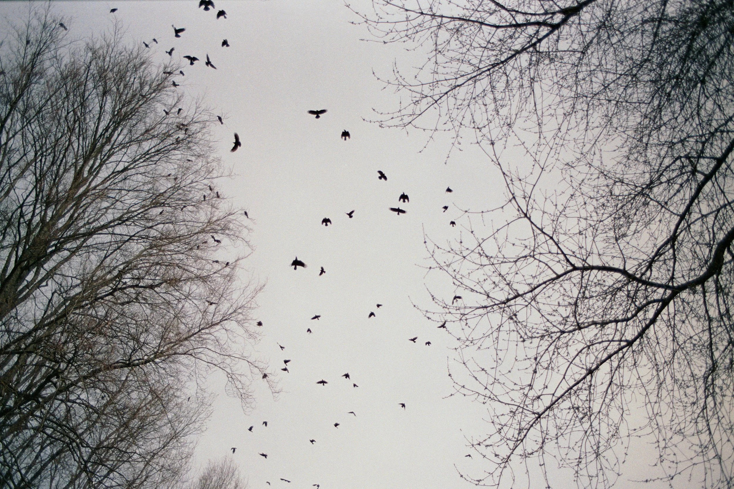 35mm, 2026
