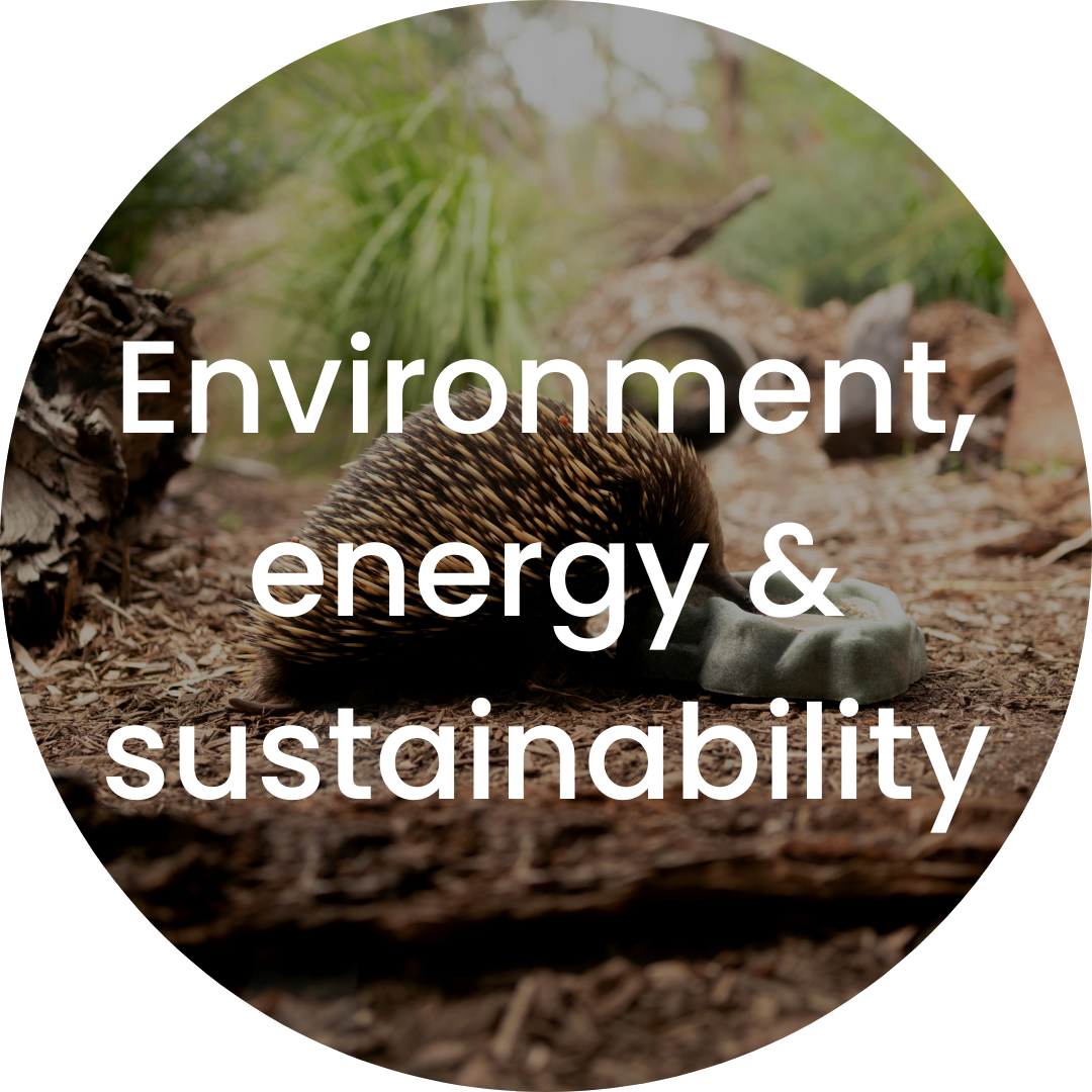 A hedgehog exploring in a natural outdoor environment, with plants, logs, and a small tunnel in the background, emphasizing environment, energy, and sustainability.