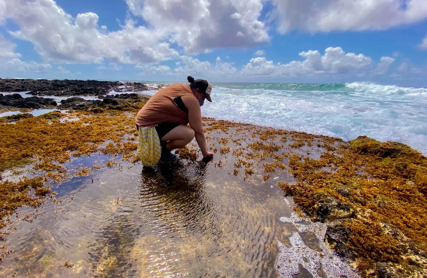 2022 Designated “Year of the Limu”