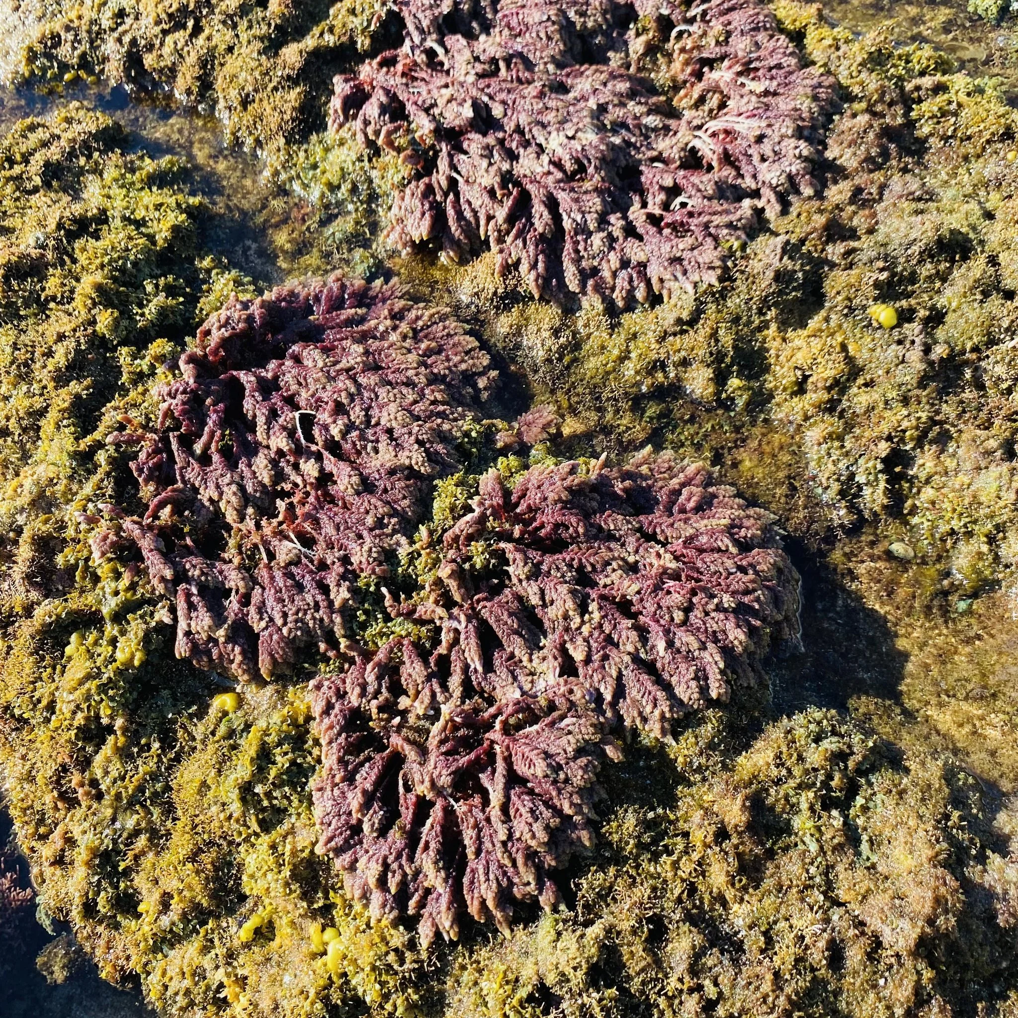 ​Limuhuniaula Video Launch