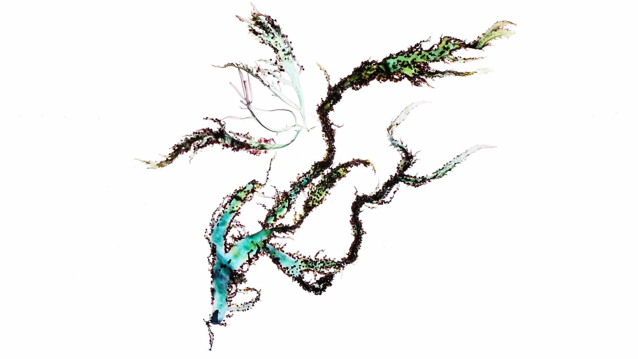 Bon Appétit: How to Cook with Seaweed