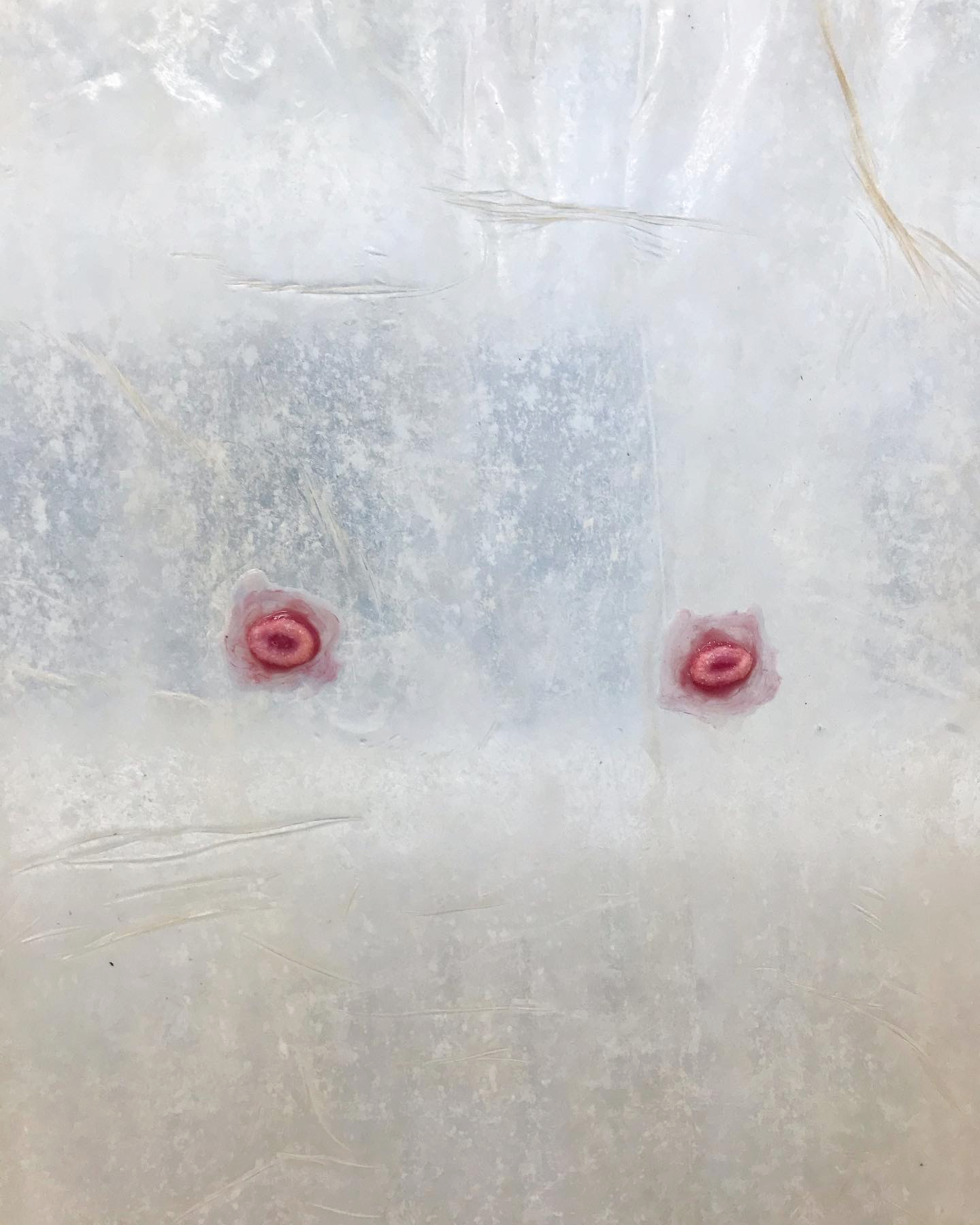 Strawberry Legs I (detail), Augurhythms (2022)