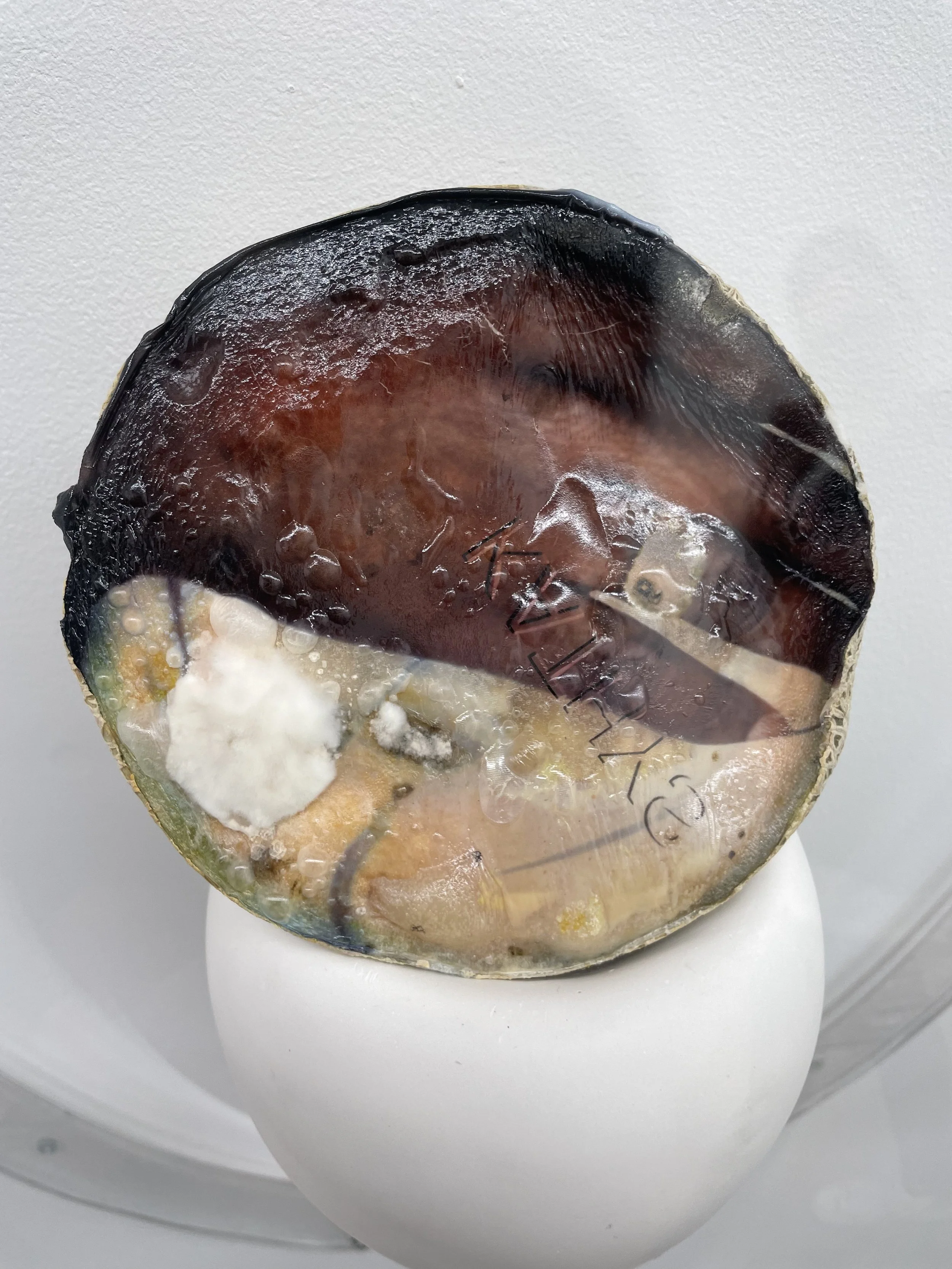 Keeper (detail), 2021, Materials: Found photograph, melon, collagen, glass beads, plaster, plexiglass, resin, hardware, 29" x 20" x 8 "