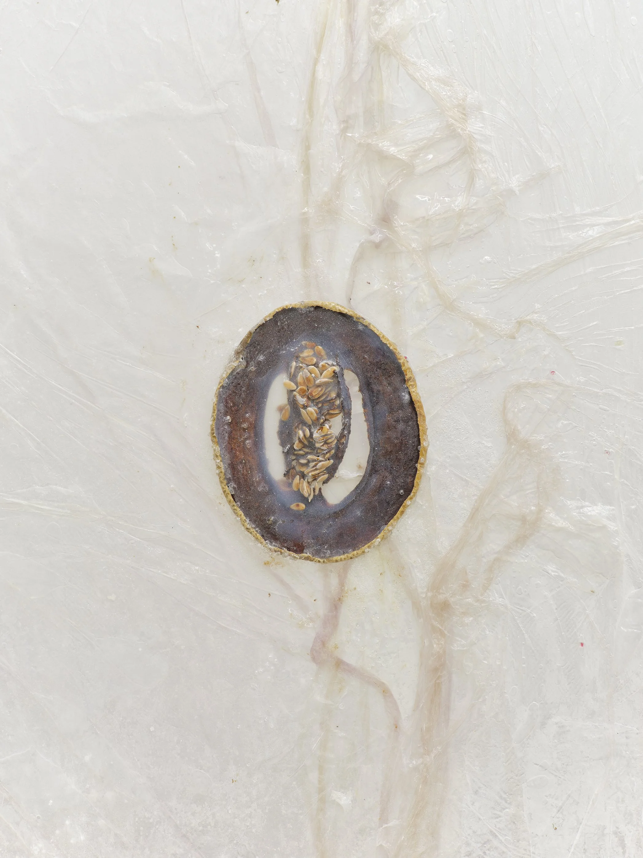 Untitled, 2021, Materials: Collagen dyed with Gatorade, glass beads, plastic doll heels, toy jellyfish, horseshoe crab, glitter, sprinkles, dried melon, agar agar, glycerin, baby powder,
clear rubber bands, scrotum clamps, cotton rope, cast plaster m