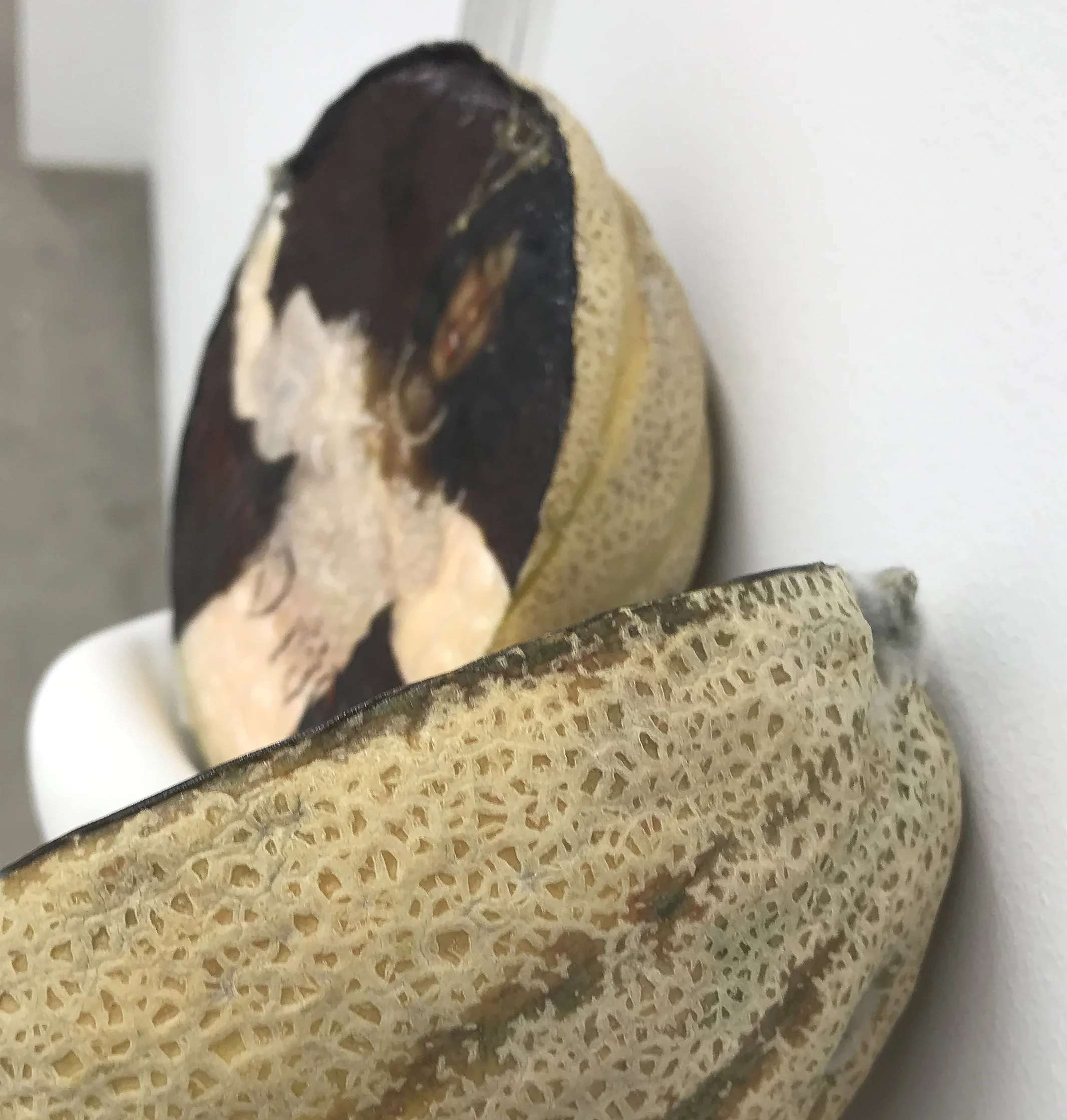 Keeper (detail), 2021, Materials: Found photograph, melon, collagen, glass beads, plaster, plexiglass, resin, hardware, 29" x 20" x 8 "