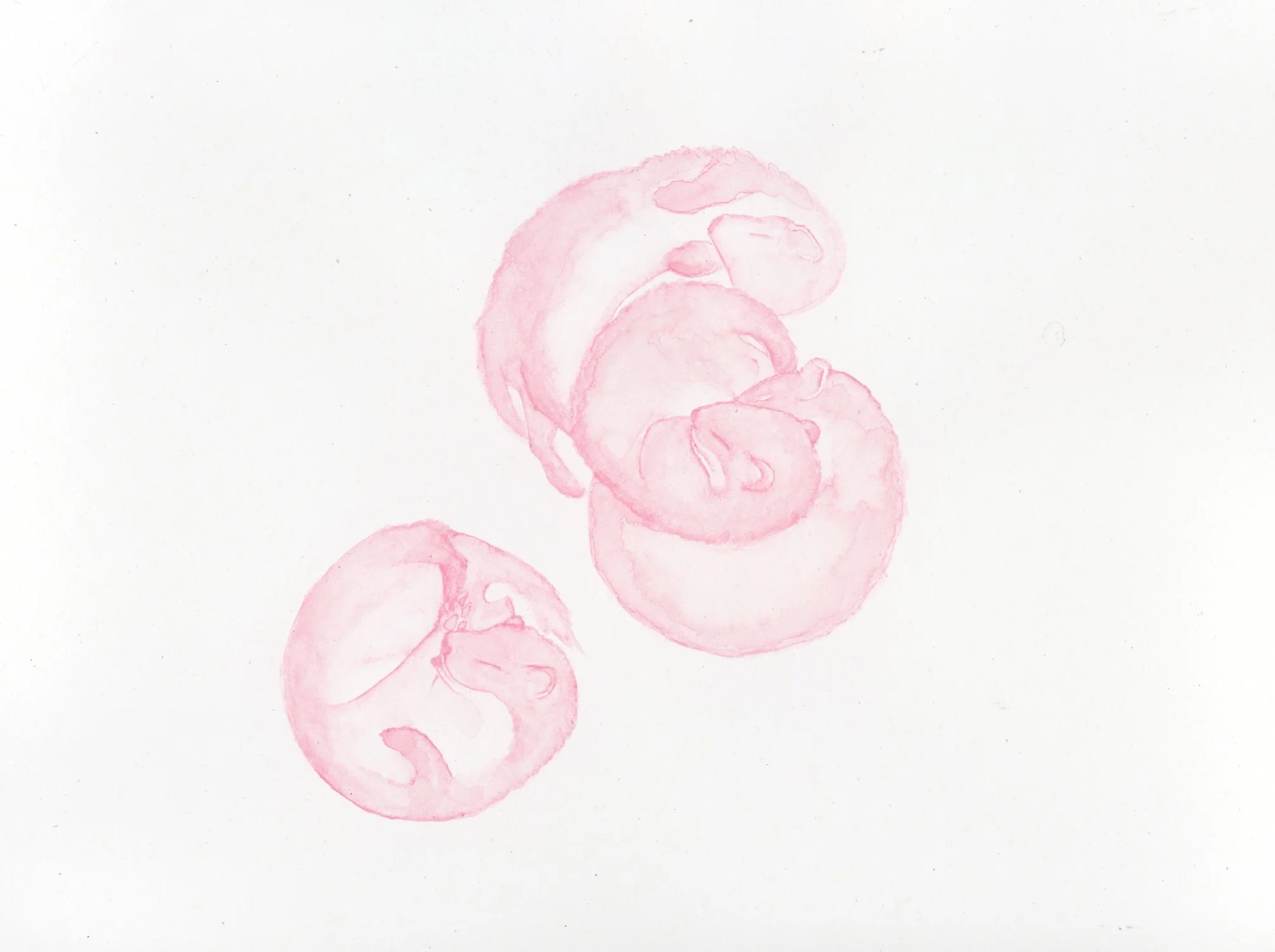 Watercolor painting of three pinkish peaches with leaves on a white background.