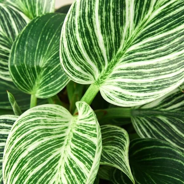 6_Philodendron_Birkin_DETAIL_1800x18001.jpg