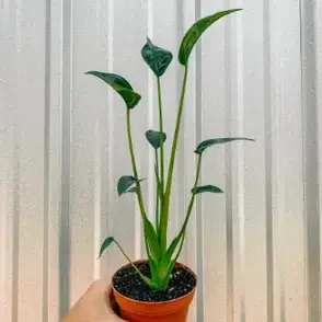 Alocasia Tiny Dancer.webp
