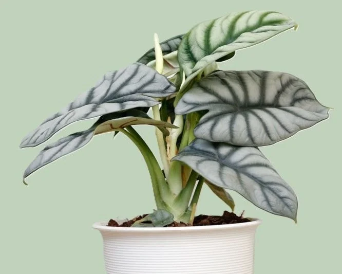 SILVER DRAGON ALOCASIA.jpg