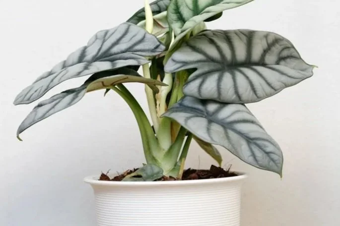 Alocasia Silver Dragon