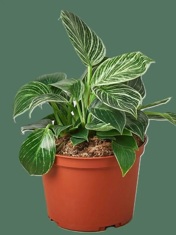 Philodendron Birkin Variegated Houseplant