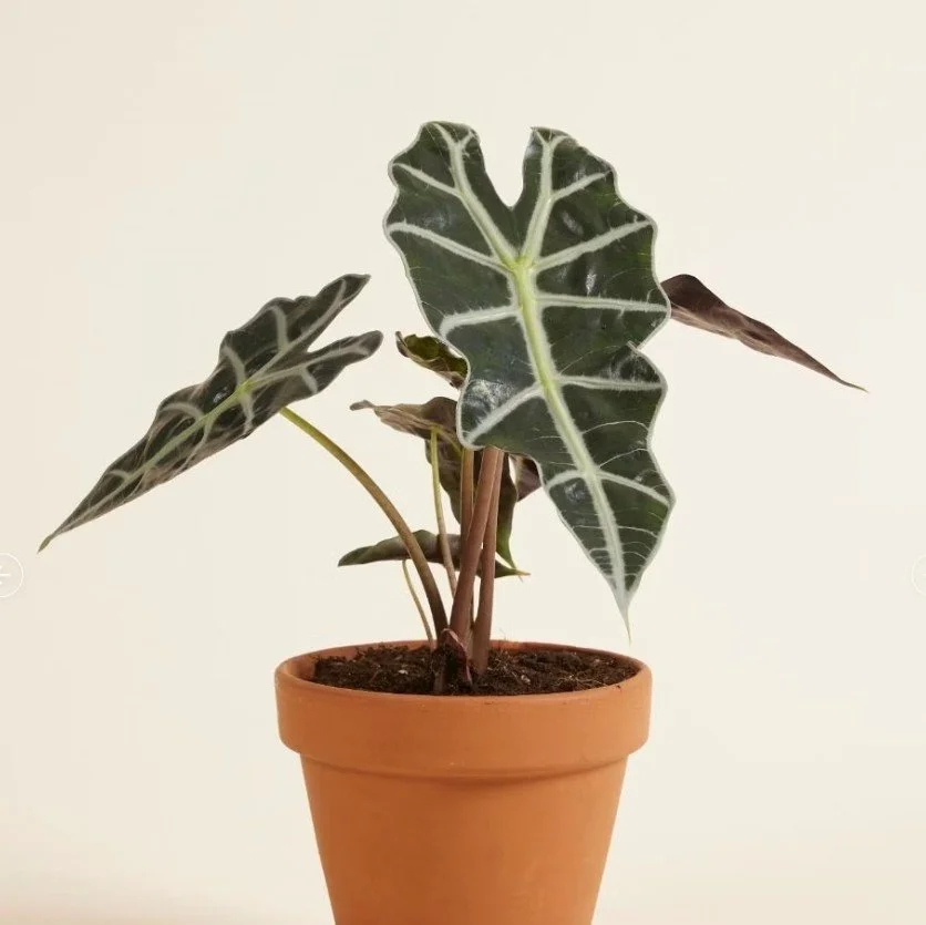 Alocasia Polly 'African Mask'