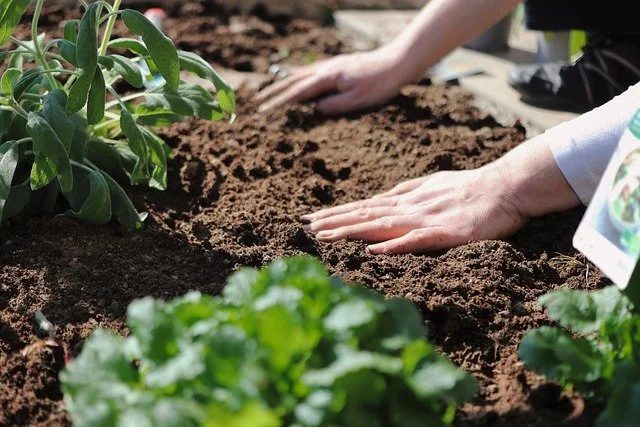 Person gardening, planting or tending to plants in soil.