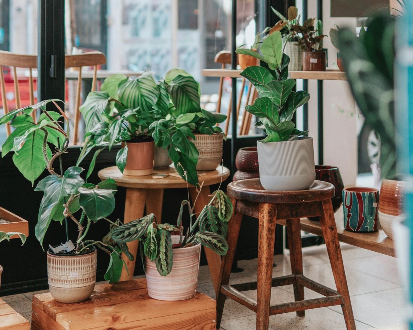 Indoor display of potted houseplants on wooden tables and stools in a cozy shop with large windows.