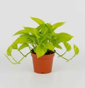 Neon Pothos2.jpg