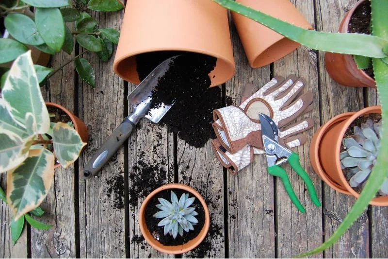 Gardening tools including a trowel and pruning shears, gloves, and potted succulents on a wooden deck.