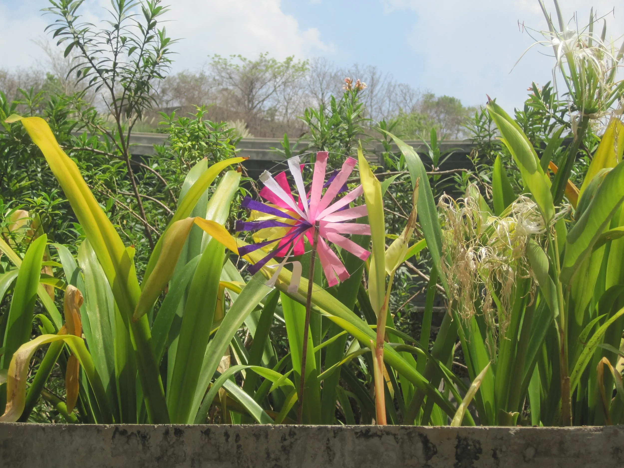 A firki caught in the shrubs of Pune