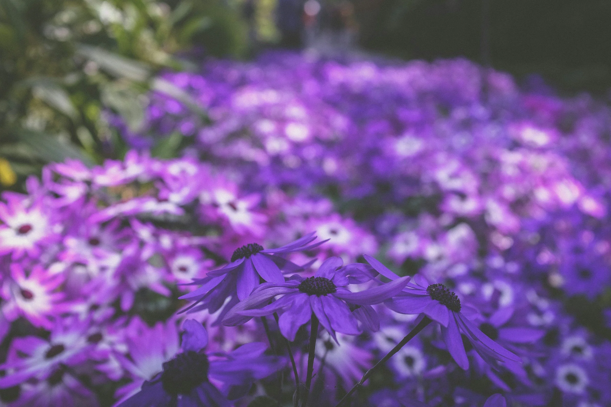 A close-up view of purple flowers with dark centers, with a blurred background of more purple flowers and green foliage.