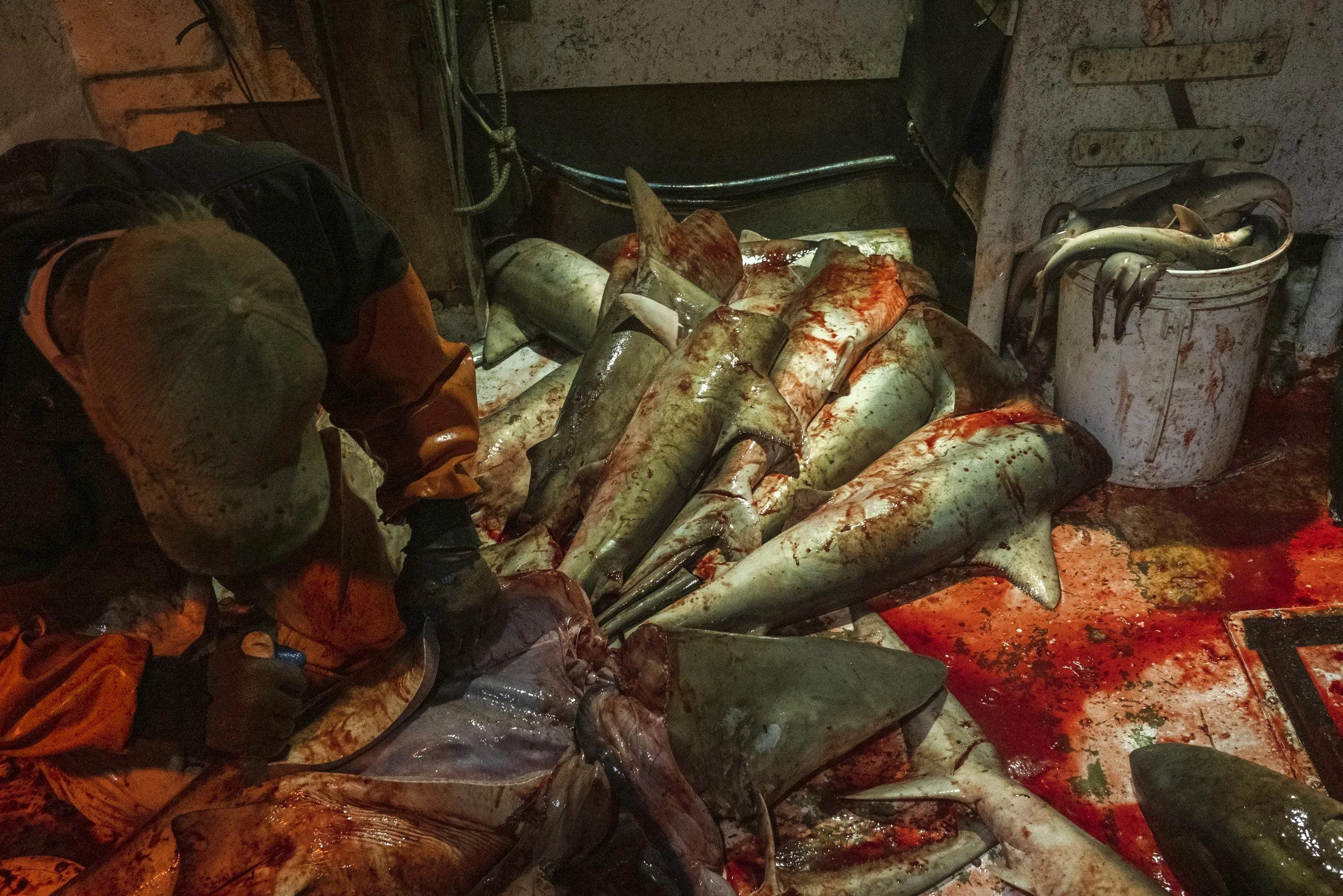 A fisherman dressed in orange and black clothing and a baseball cap pile of shark carcasses on a bloodstained floor with a bucket of sharks and fishing tools nearby.