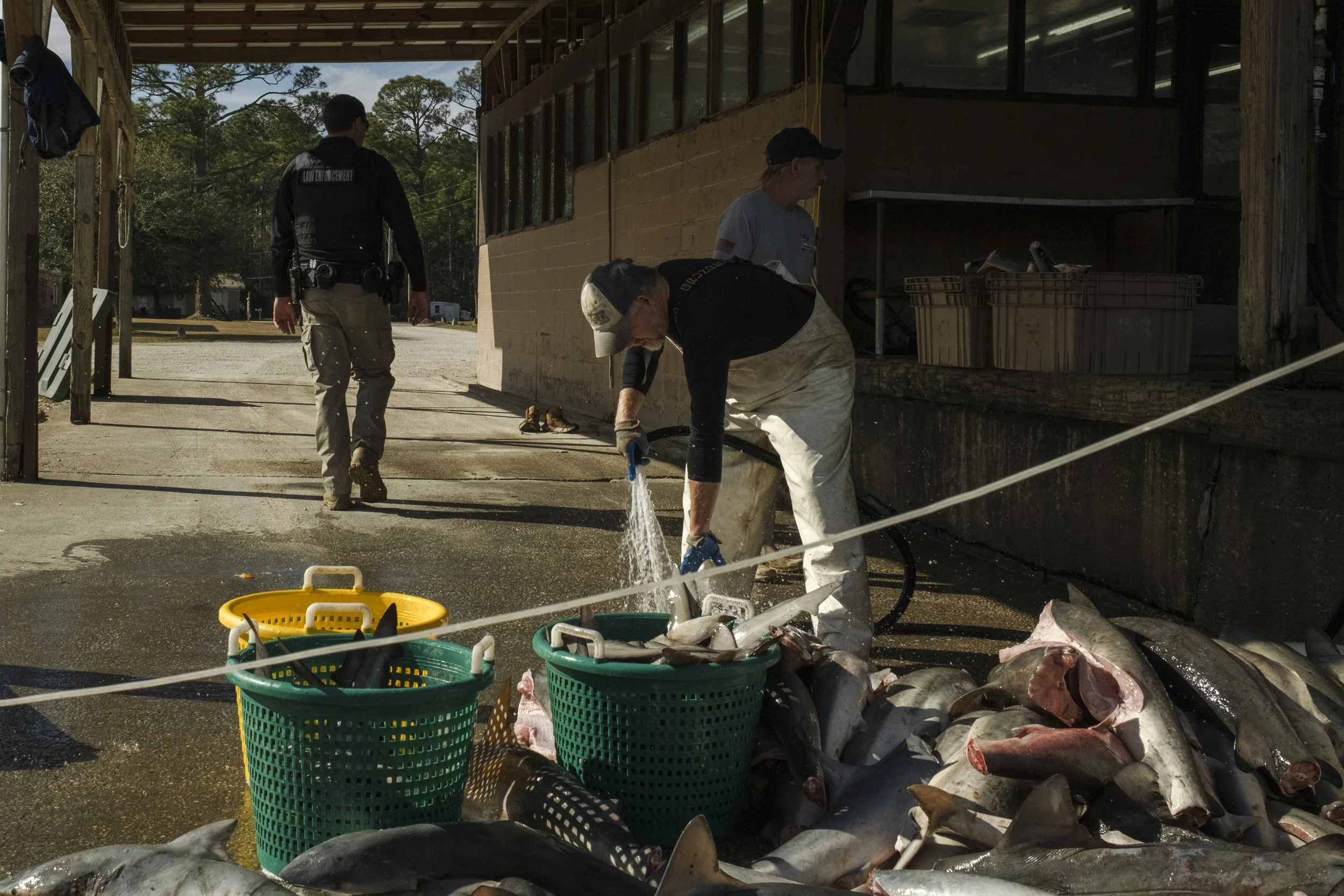 Two men are preparing fish for cleaning, one is washing fish with a hose and the other stands nearby, at a fish market or processing area, with a pile of fish on the ground. A law enforcement officer is walking in the background.