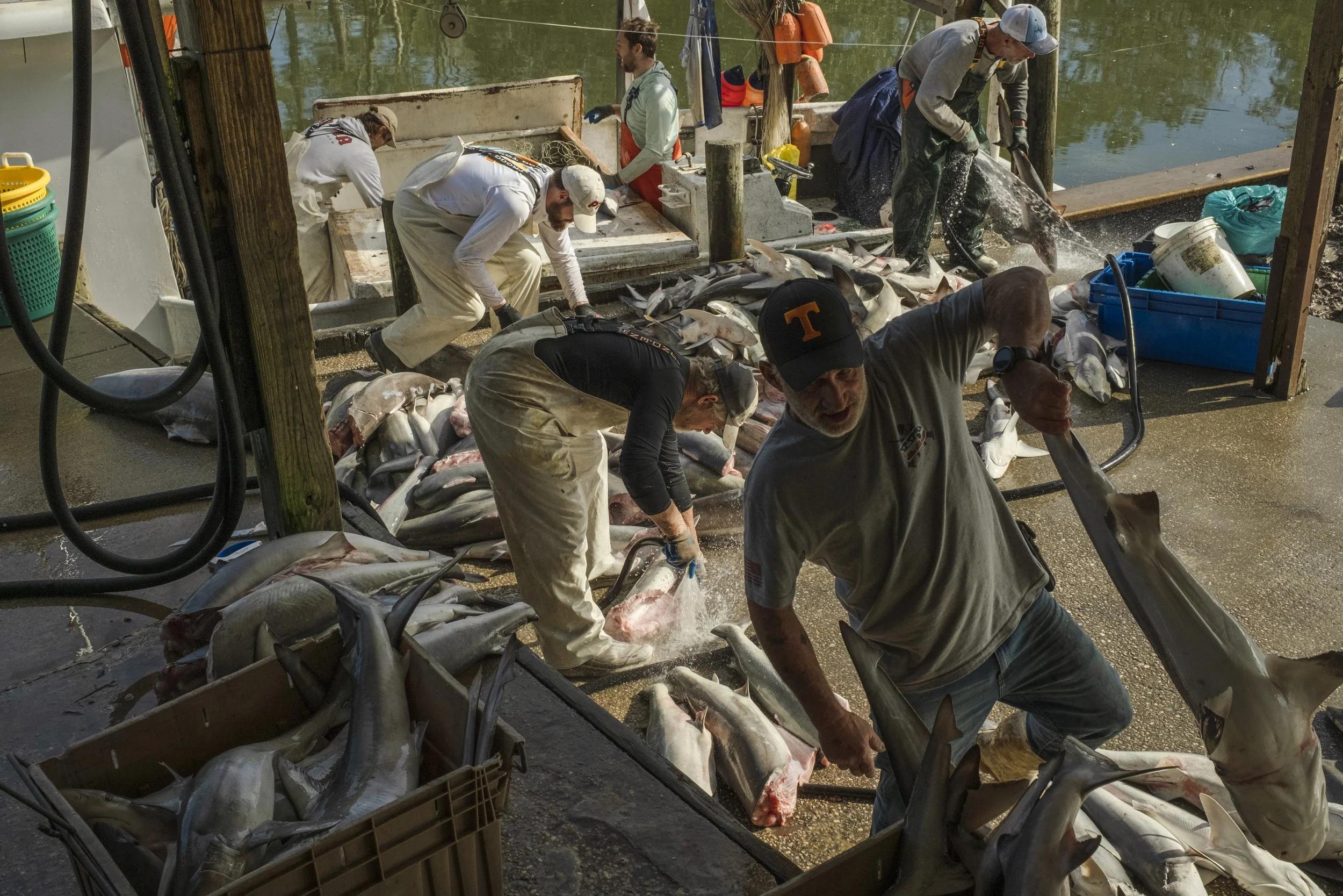 Several fishermen and workers cleaning and filleting fish on a dock near a body of water, with fish laid out on the ground.