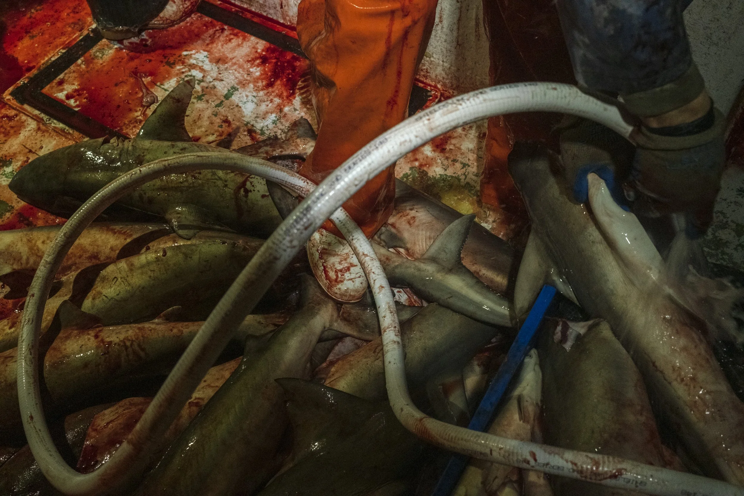 A person in boots and gloves handling sharks on a blood-stained surface, with hoses and equipment around.