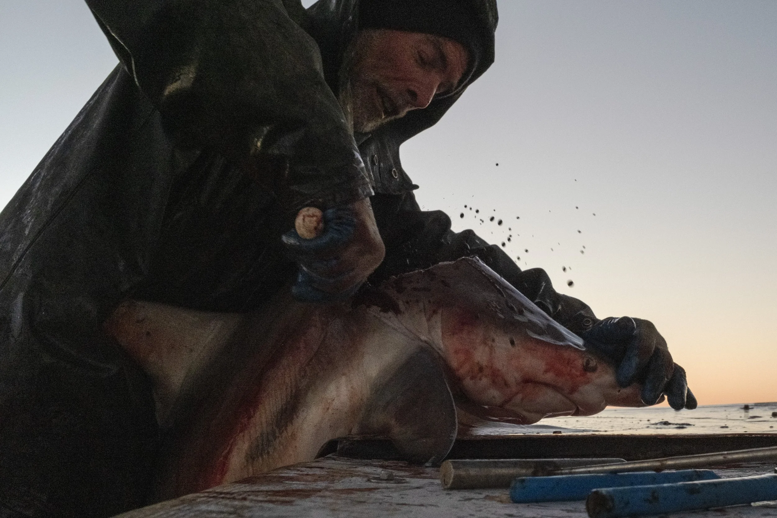 A man in a black raincoat and hood is skinning a large fish on a boat during sunset or sunrise, with water and a small boat visible in the background.