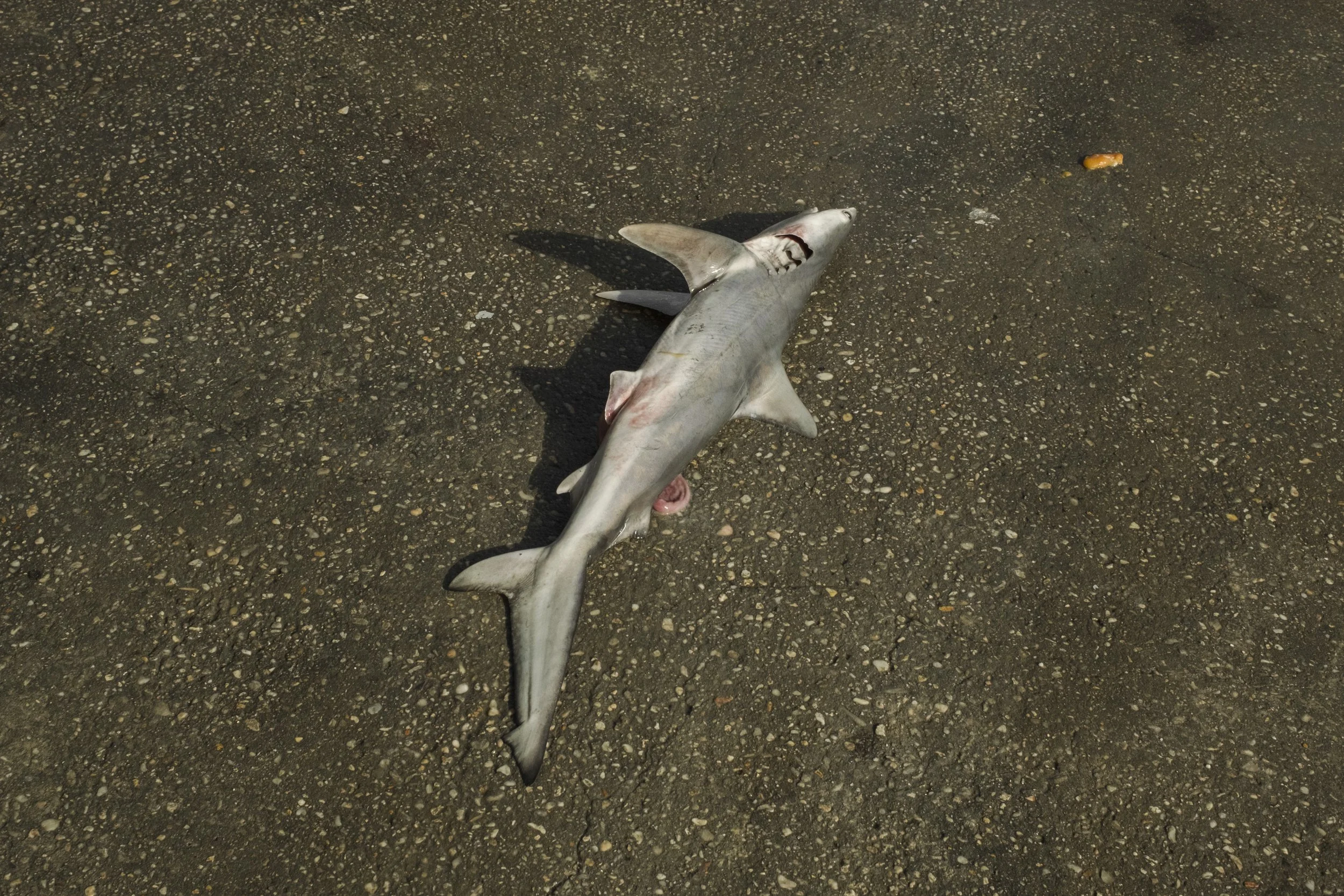 Dead shark lying on asphalt surface at night with visible injury and exposed flesh.