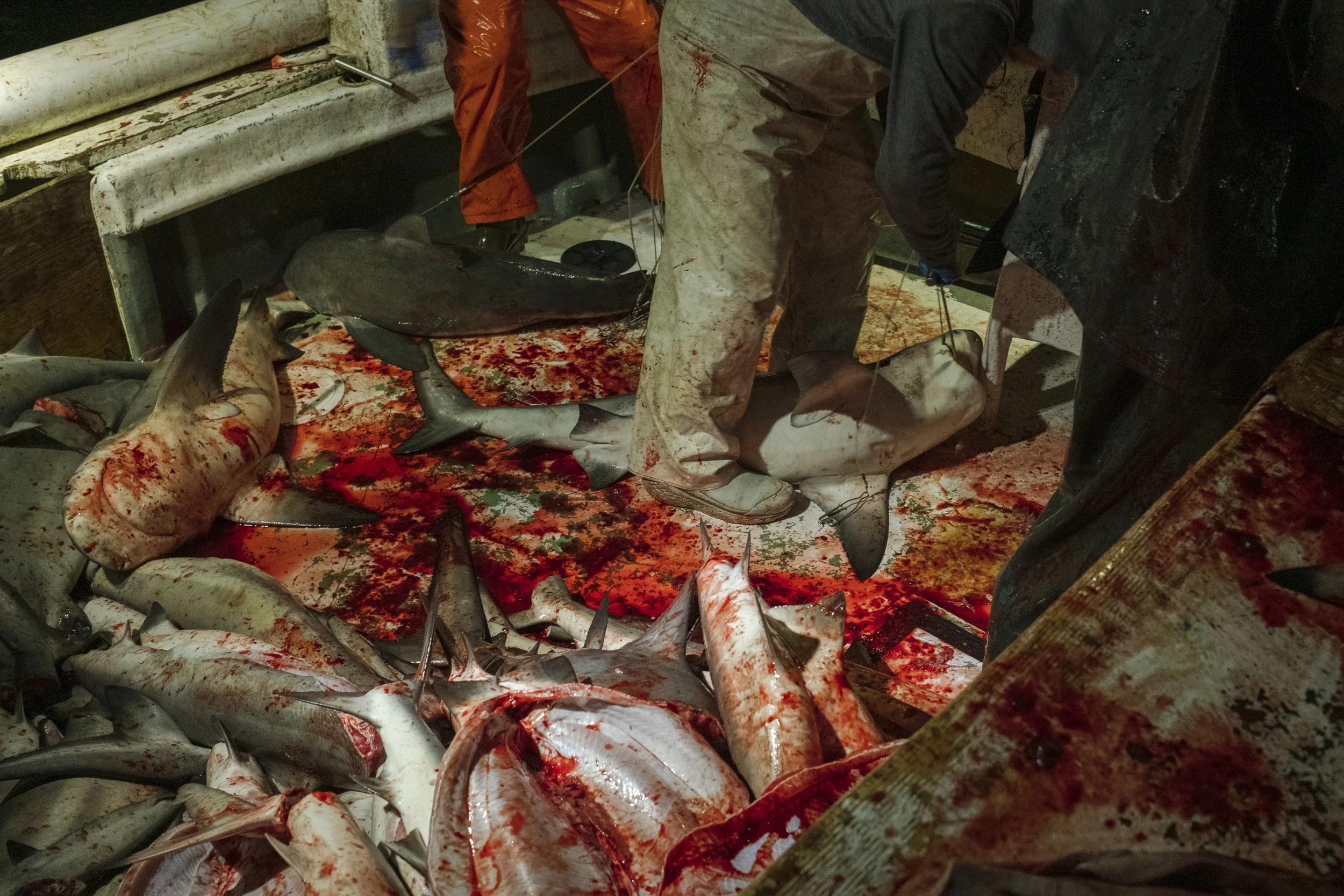 A seafood processing area with several sharks and other fish lying on a blood-stained surface, with workers handling the fish.