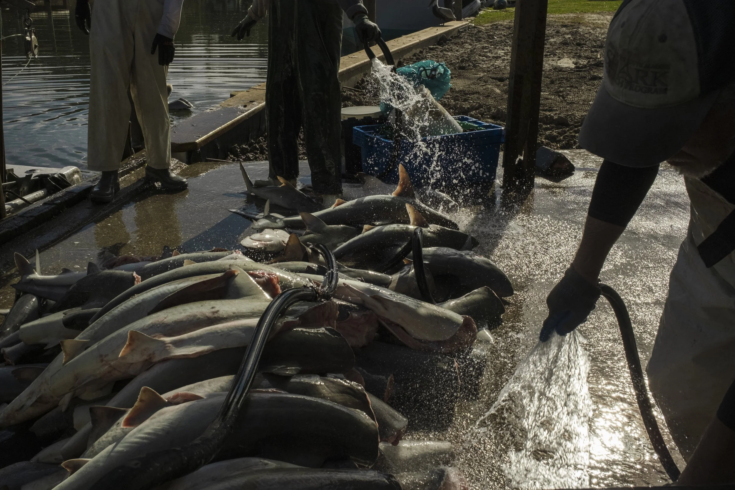 People cleaning and sorting caught fish, including sharks and other species, on a dock by the water during daylight.