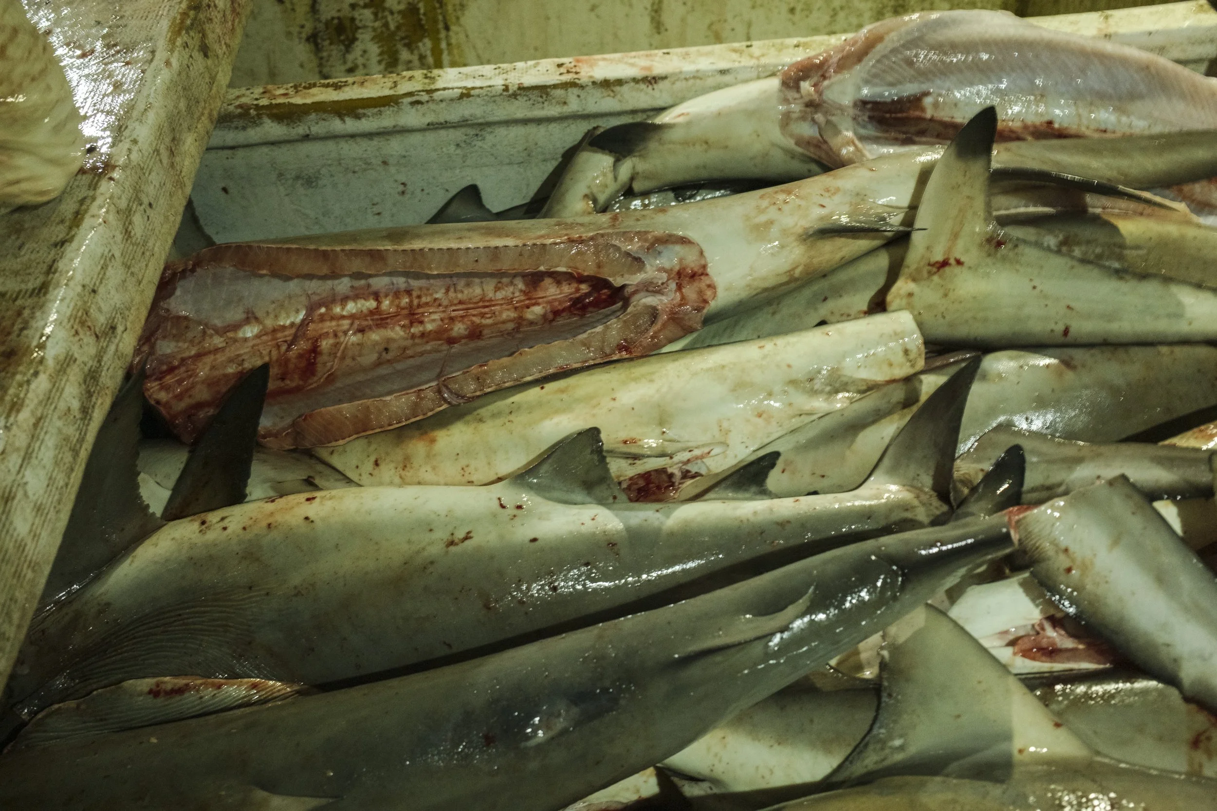 Several fish, some cut open, lie on a surface in a fish market or processing area.