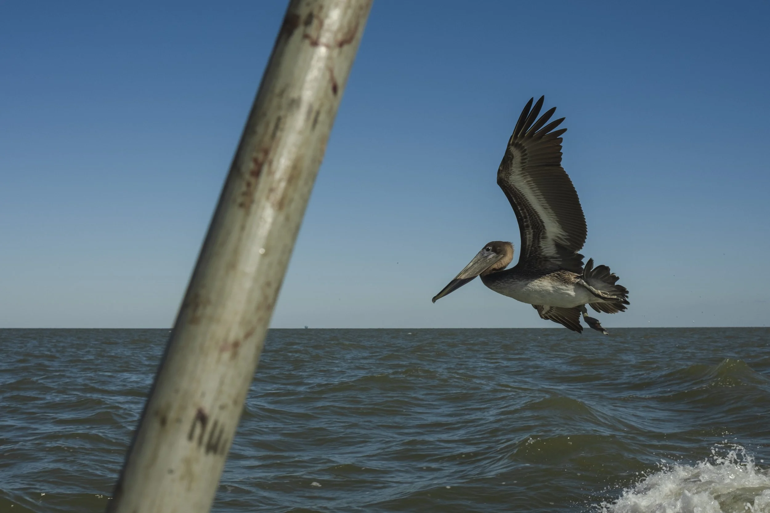 Pelican flying over water near a boat with part of a pole visible in the foreground.