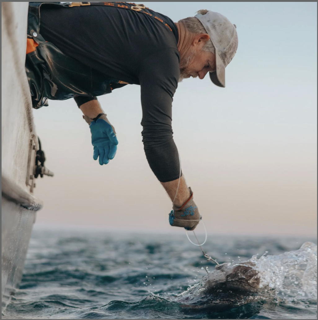 An older man wearing a baseball cap, black long-sleeve shirt, blue gloves, and gray socks is leaning over the edge of a boat, holding a fishing line with a fish caught on it over the water during dusk or dawn.
