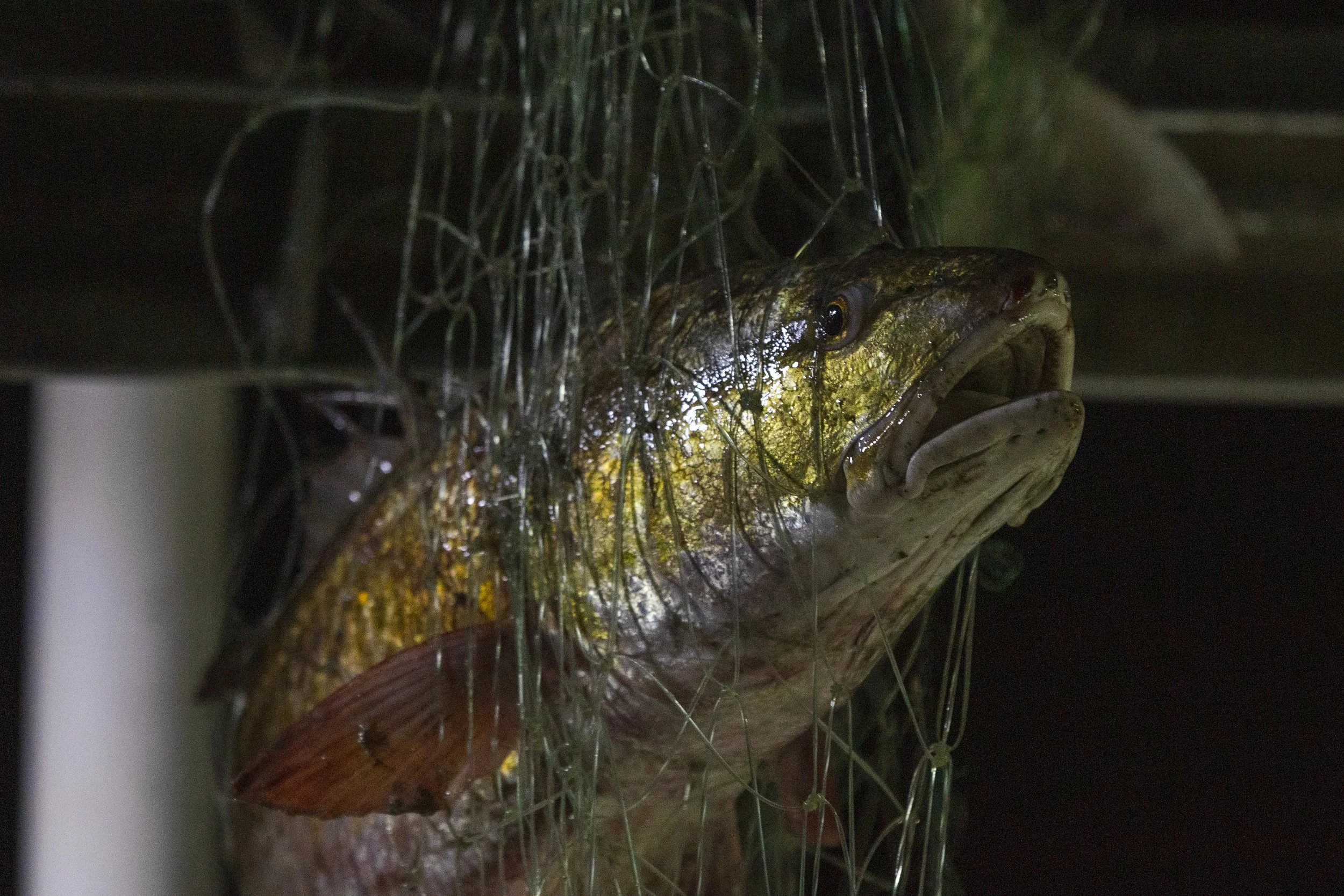 Close-up of a large fish caught in a fishing net, with part of the net visible around its head and body, dark background.
