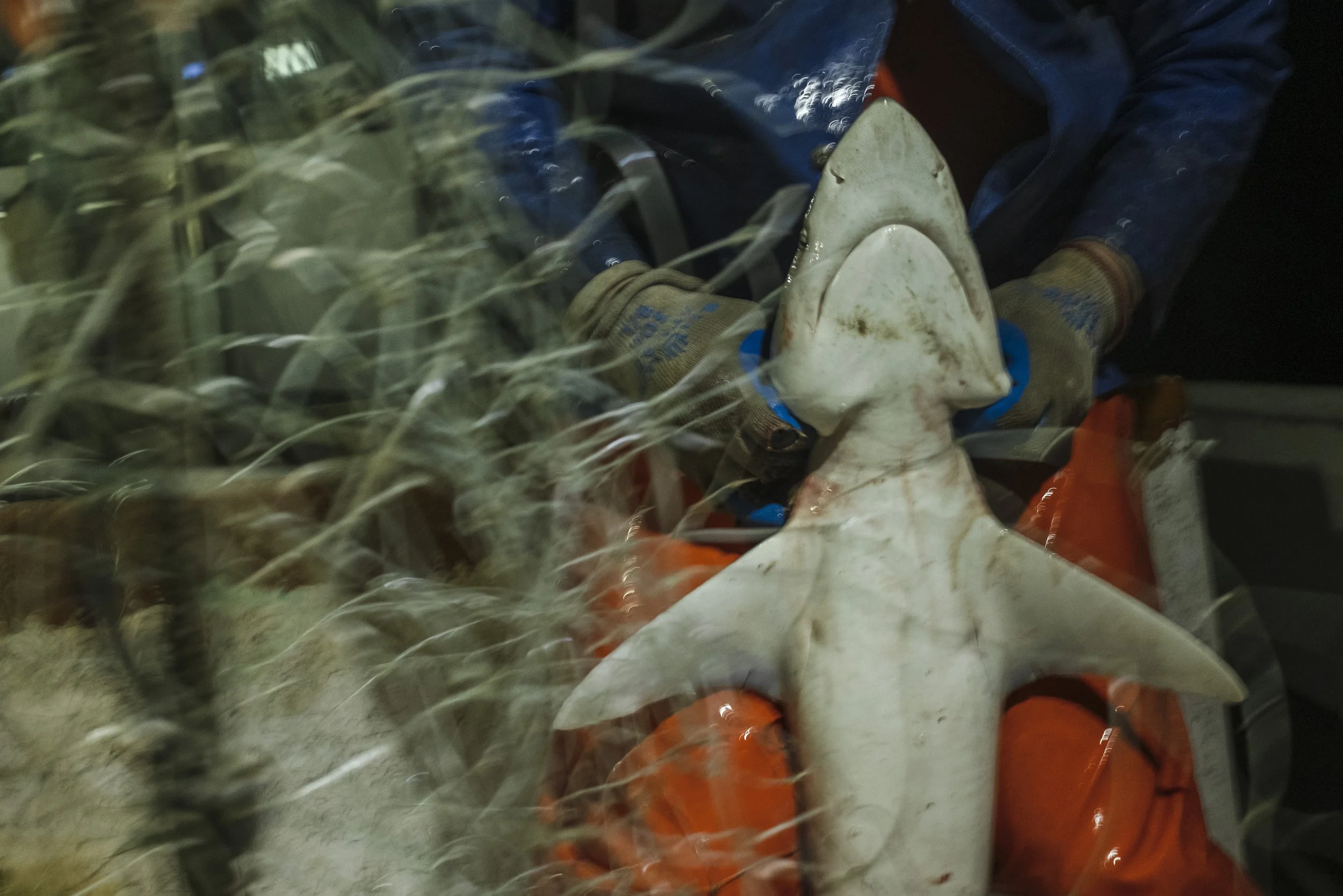 A white shark-shaped sculpture or model inside a moving vehicle, with police or work gloves visible and blurred plants or trees outside the window.