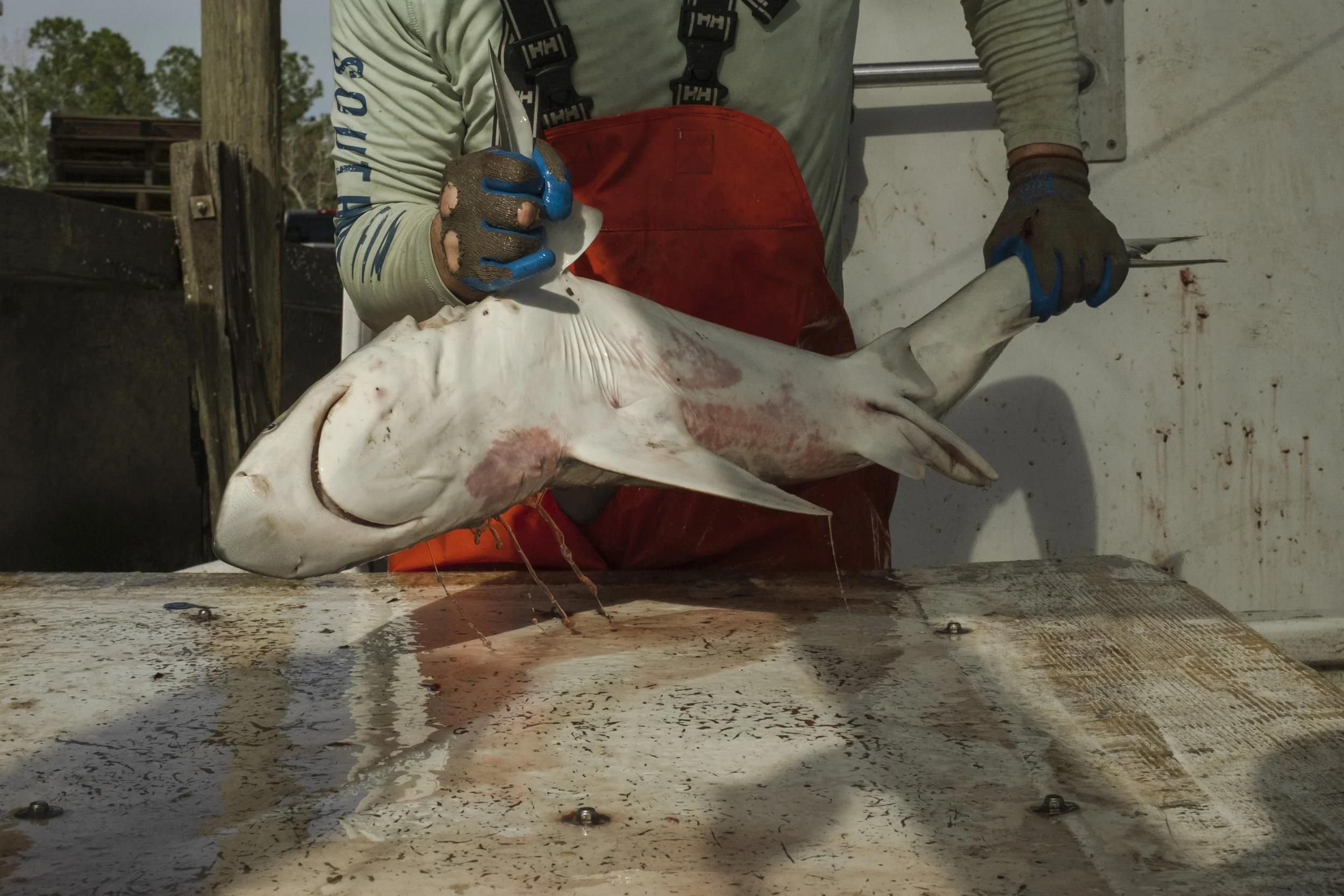 Man with red overalls holding a shark on a boat