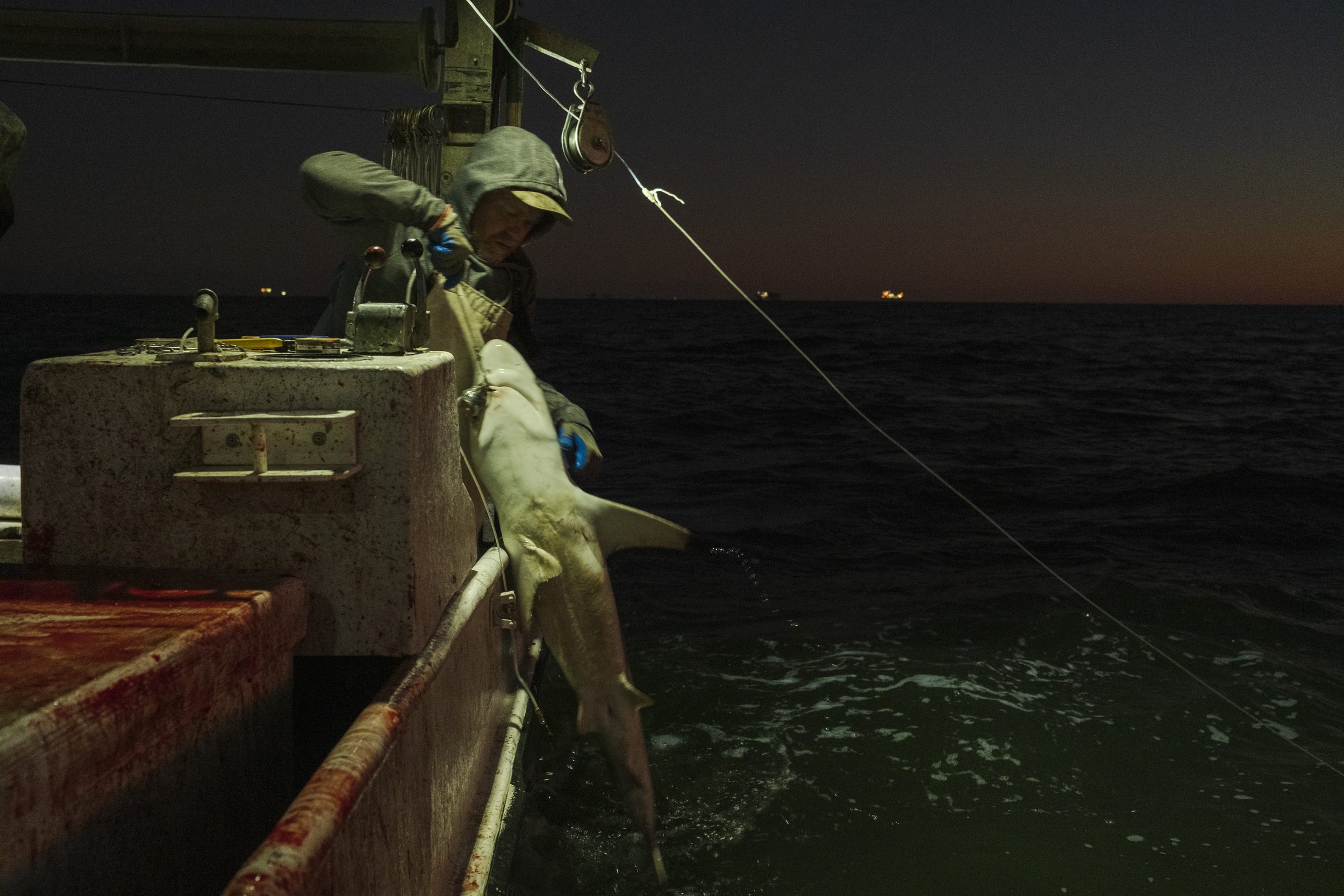 A person on a boat at night catching a large fish, possibly a shark, with the ocean and a dark sky in the background.