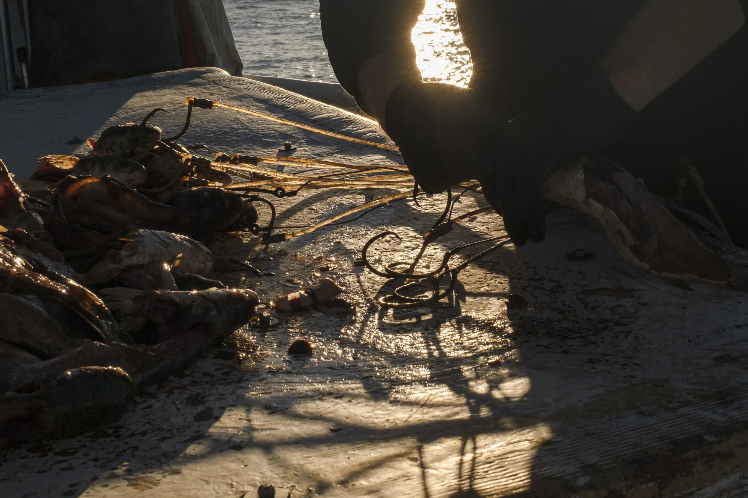 Person wearing a black glove handling raw fish and squid on a boat at sunset.
