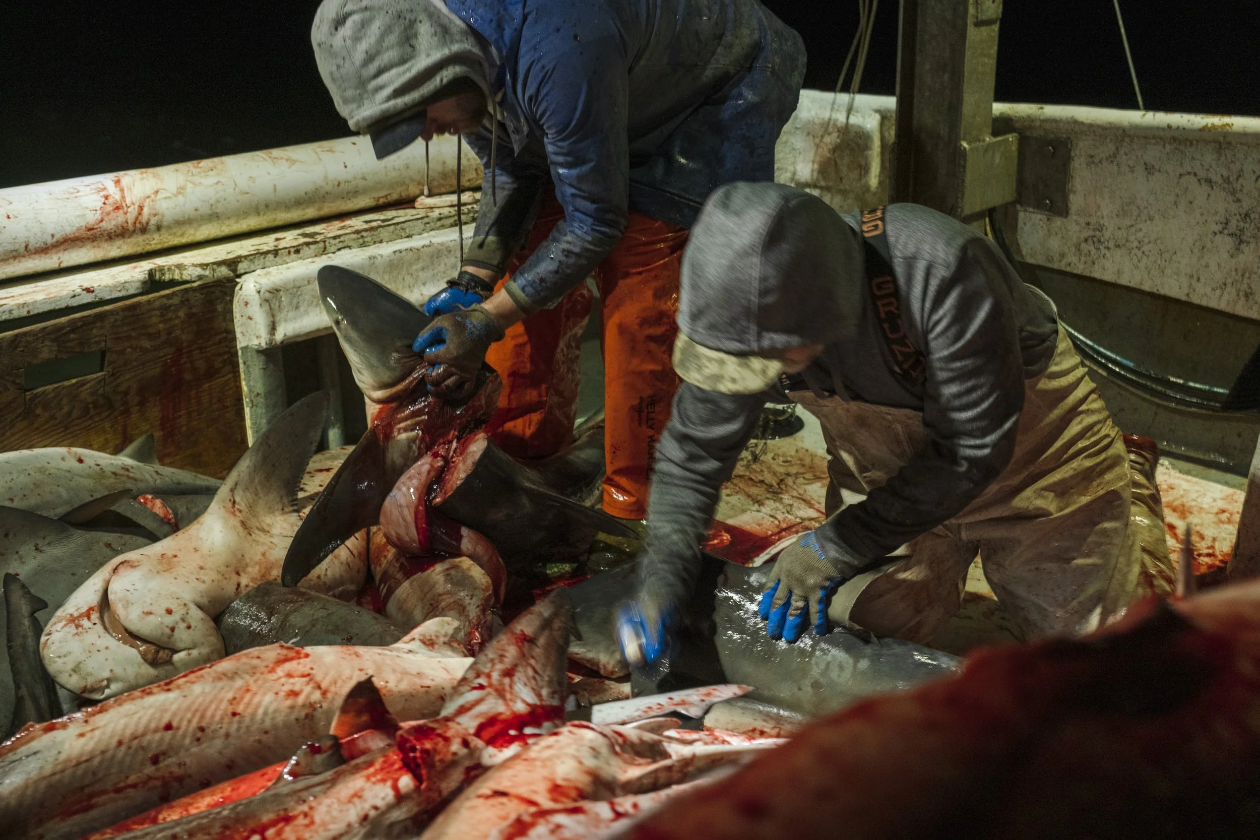 Two fishermen in rain jackets are processing a large fish on a boat at night, with several other fish lying on the deck.