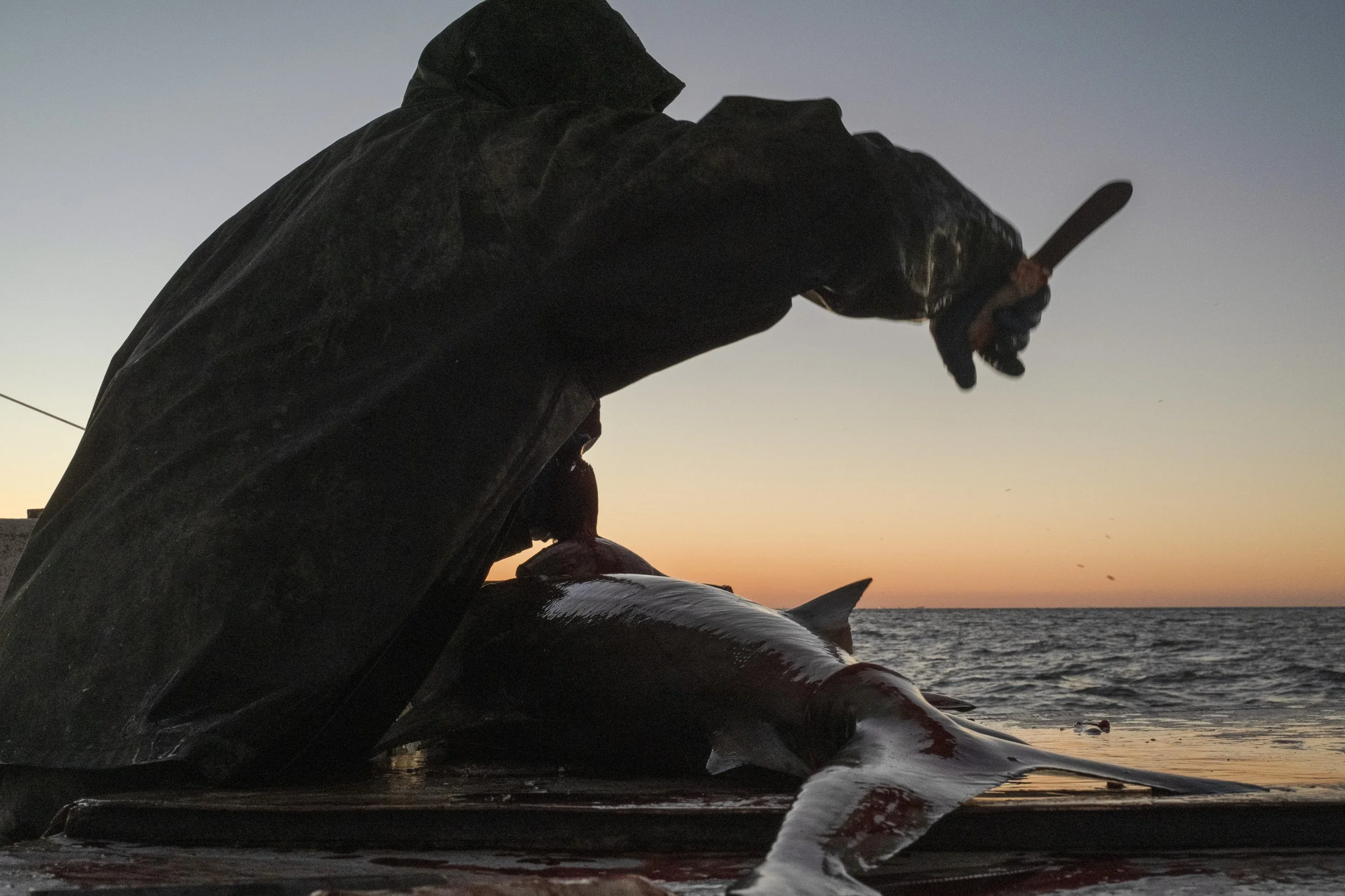 A person holding a knife over a large fish on a boat at sunset.