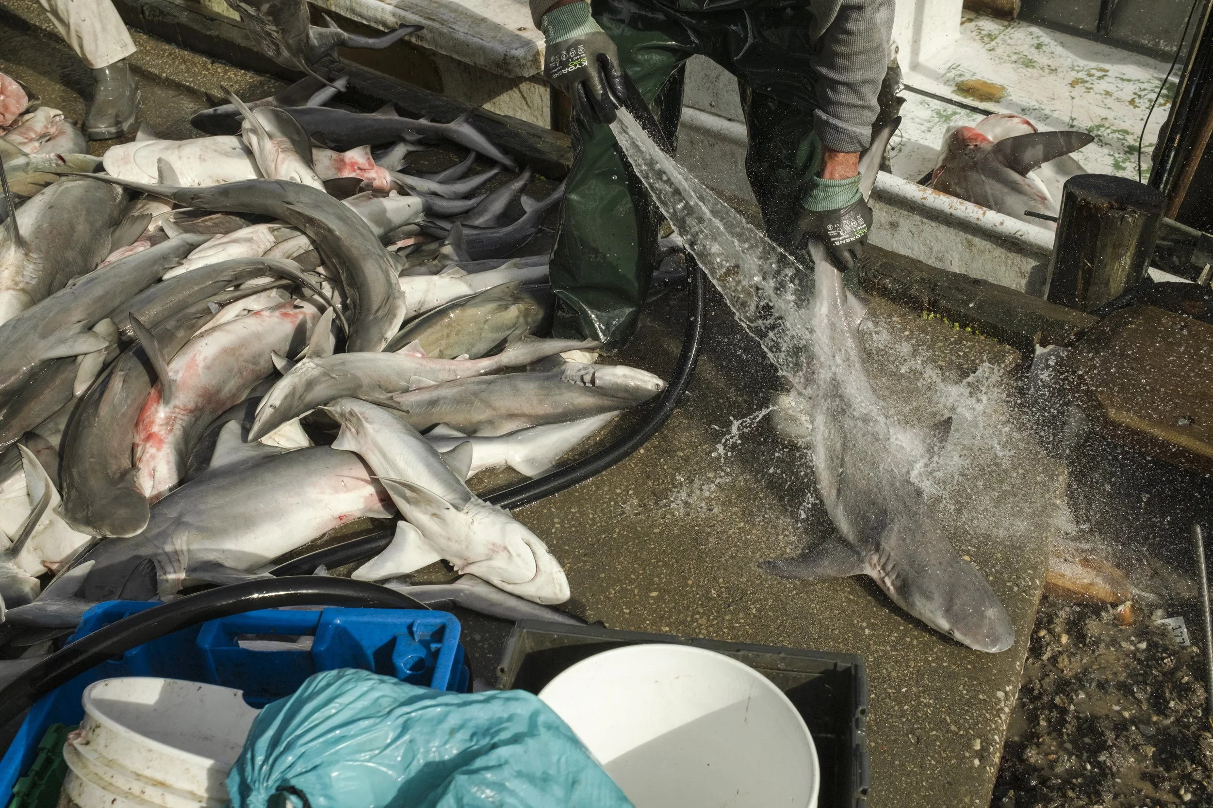 A person cleaning a large fish, possibly a shark, on a wet dock surrounded by numerous other fish.