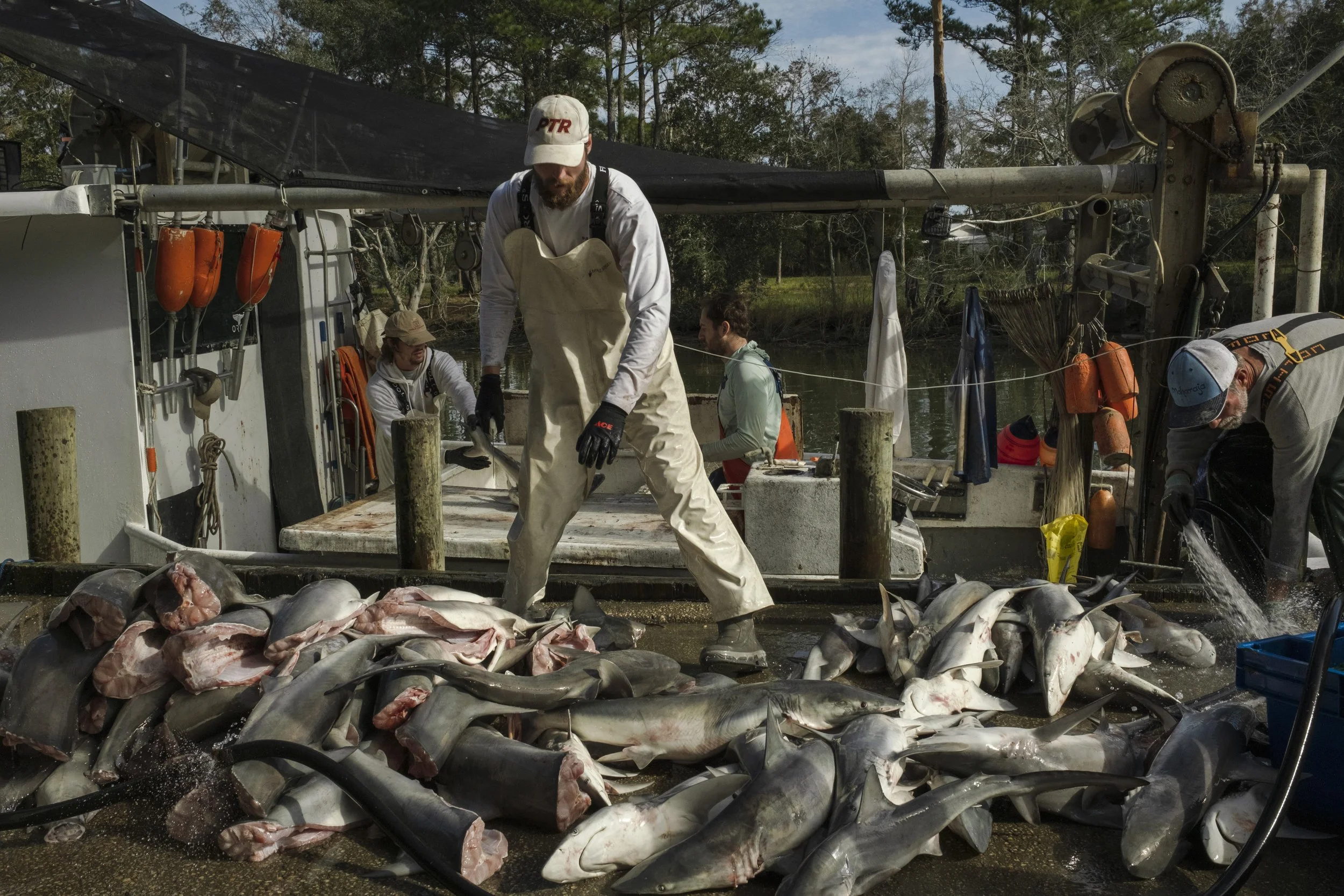 Men processing caught sharks on a dock, with a boat in the background and water nearby.