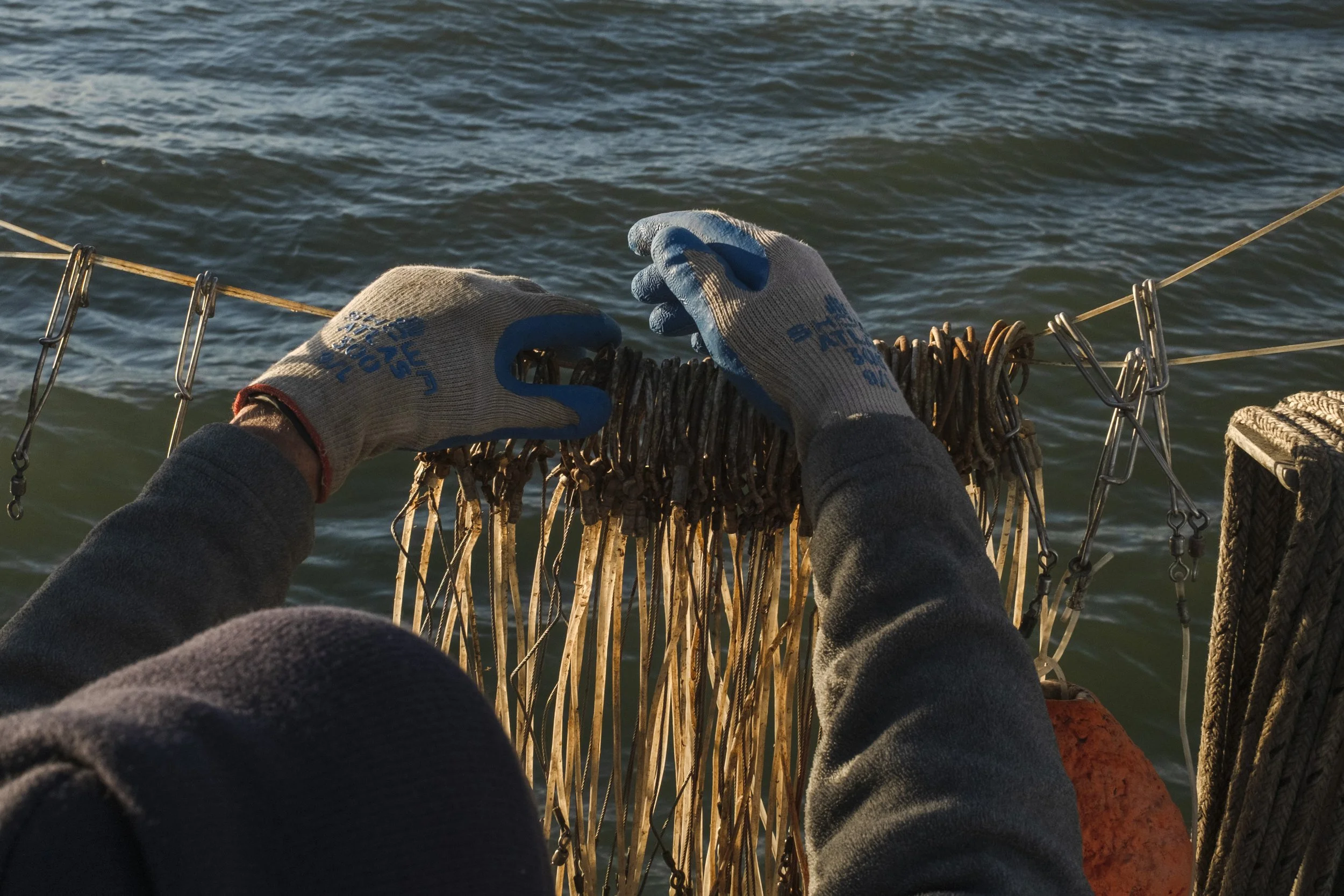 Person wearing gloves handling a tangled bunch of lobster or crab traps on a boat with water in the background.