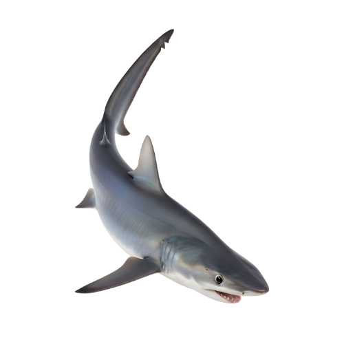 A realistic illustration of a shark swimming, with a streamlined body, pointed snout, and a dorsal fin.